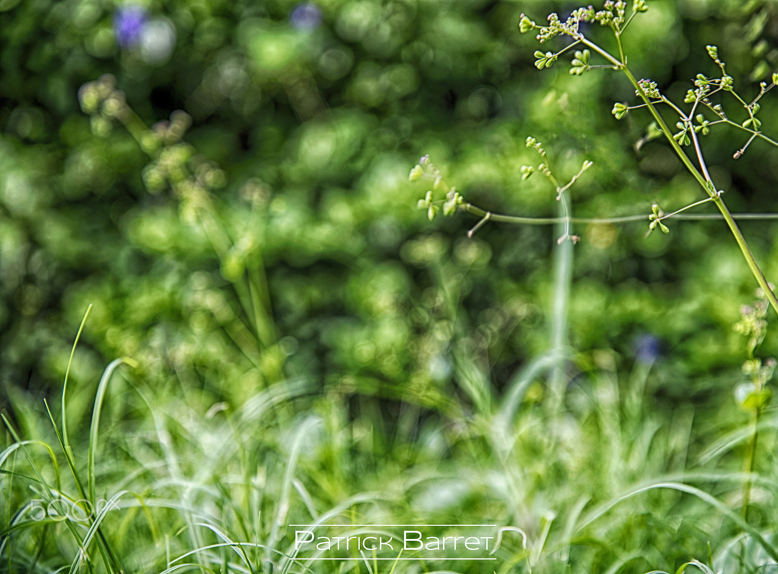 Nikon D750 + Sigma 50mm F1.4 EX DG HSM sample photo. Grass photography