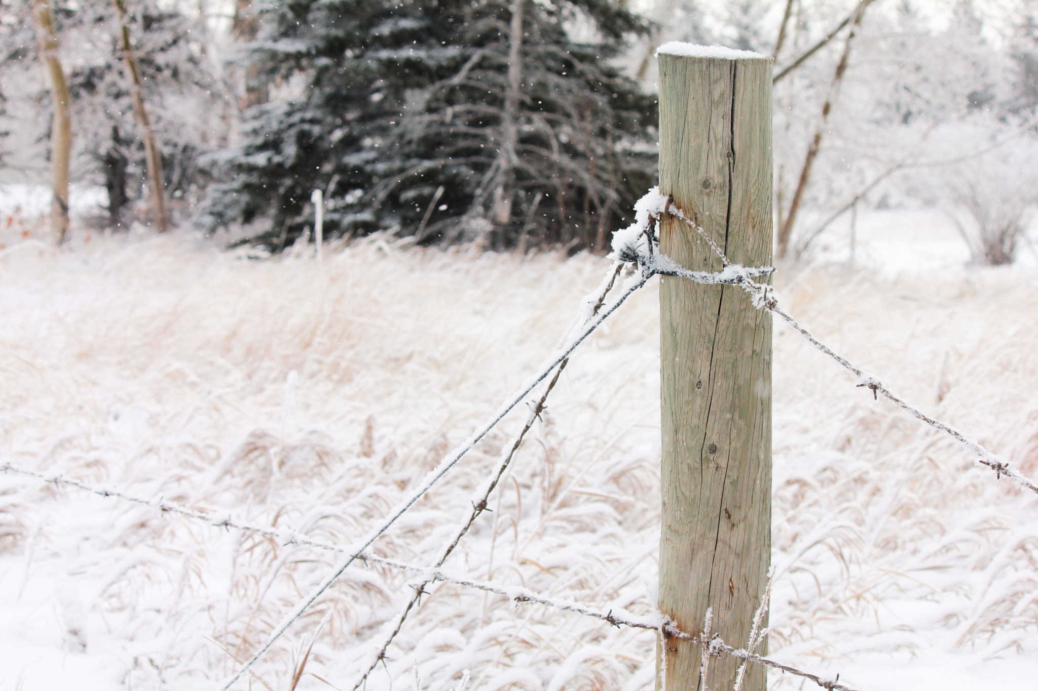 Canon EF-S 55-250mm F4-5.6 IS II sample photo. Old fence photography