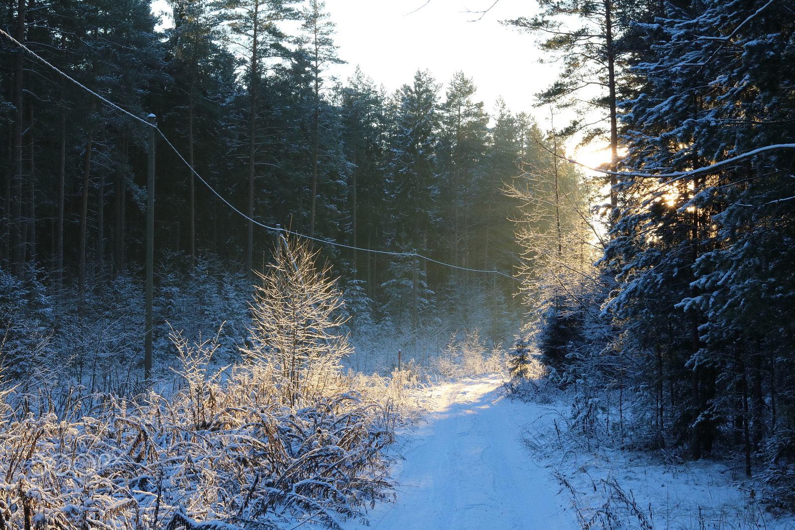 Canon EOS 760D (EOS Rebel T6s / EOS 8000D) + Canon EF 50mm F1.8 STM sample photo. Winter photography