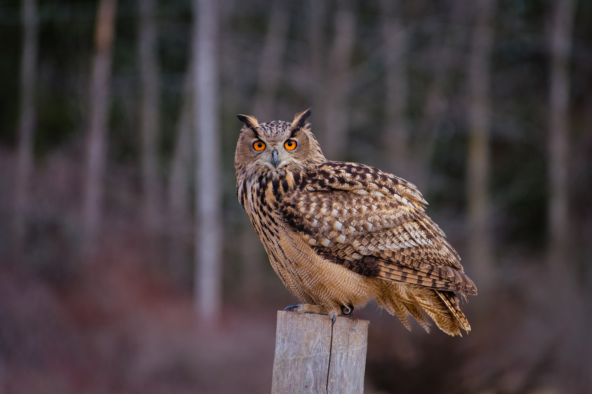 Nikon D810 sample photo. Siberian eagle owl photography