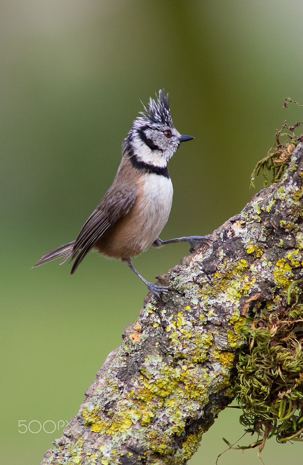 Nikon D7100 + AF Nikkor 300mm f/4 IF-ED sample photo. Crested tit photography