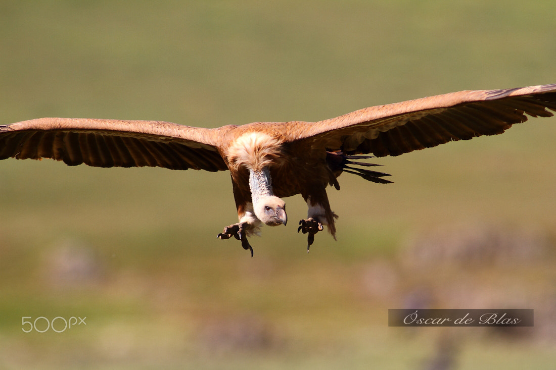 Canon EOS 7D + Canon EF 400mm f/2.8L sample photo. Powerful look photography