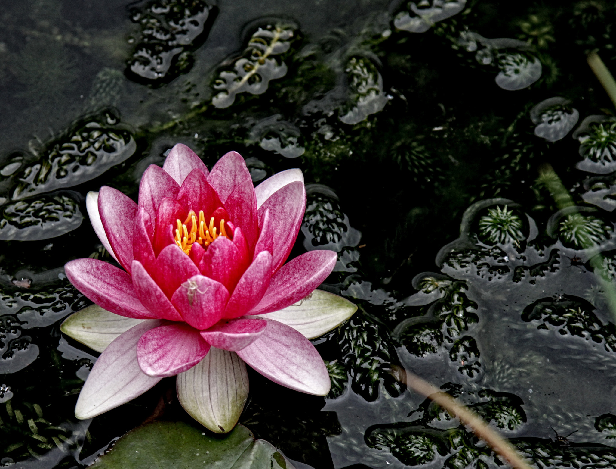 Canon EOS 50D + Canon EF 24-105mm F4L IS USM sample photo. Lg water lily photography