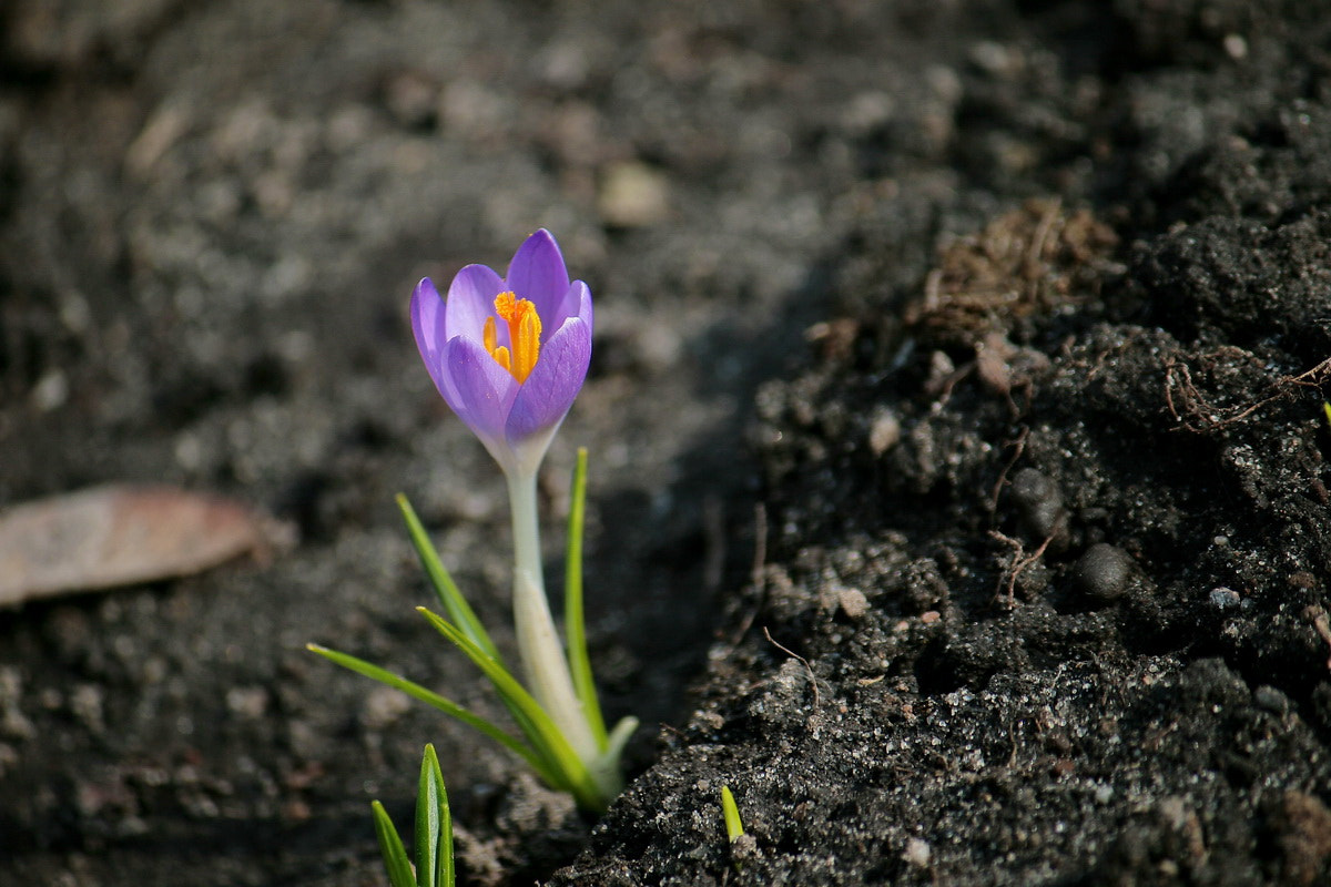 Canon EF-S 55-250mm F4-5.6 IS sample photo. Первый photography
