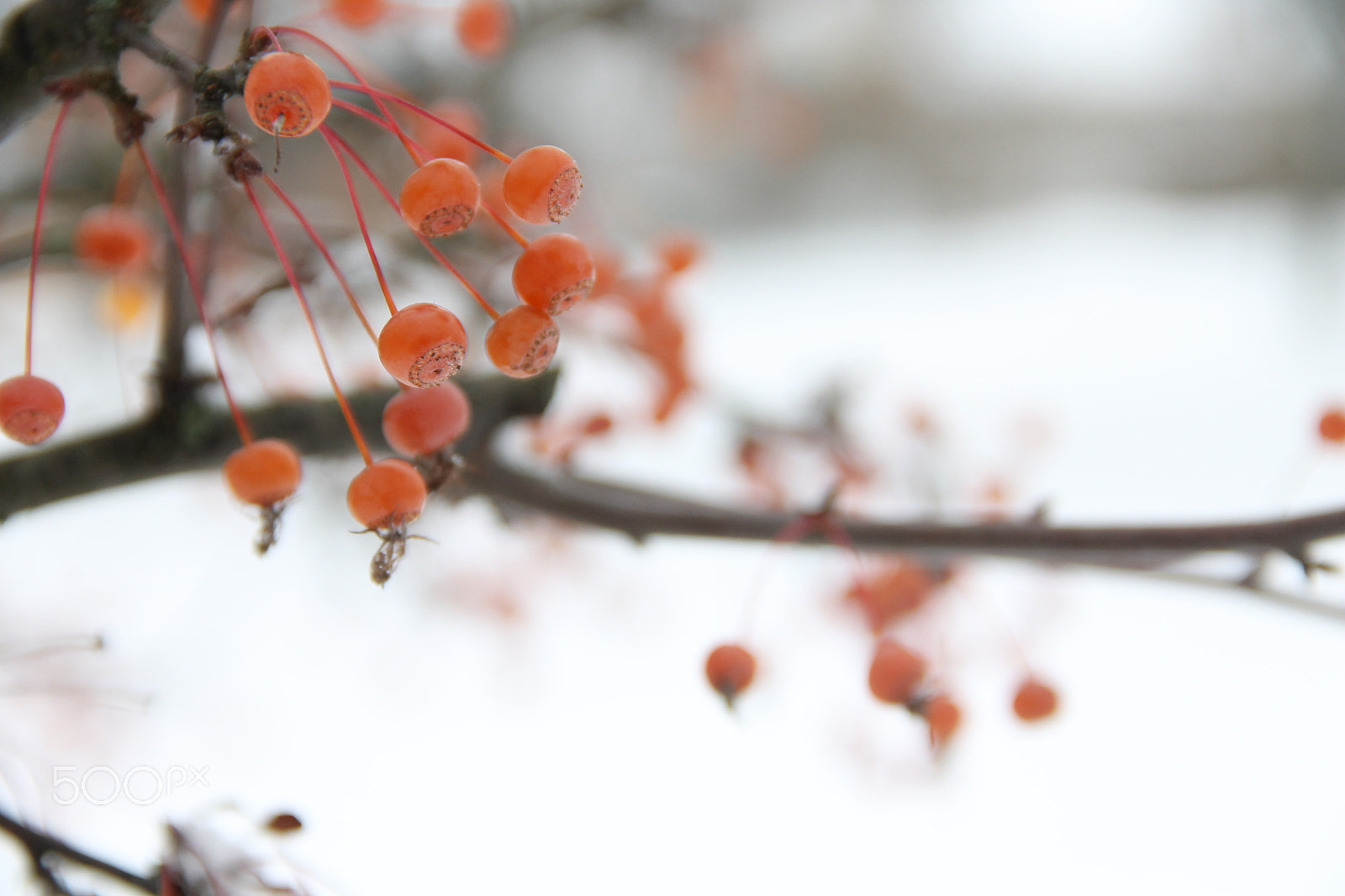 Canon EF-S 18-135mm F3.5-5.6 IS sample photo. Berries photography