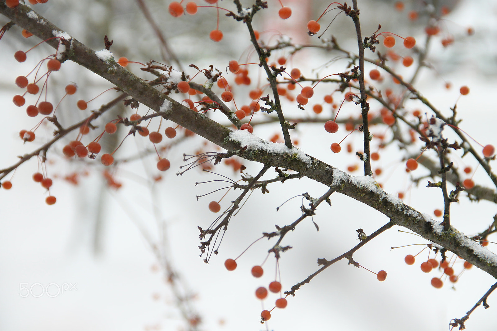 Canon EF-S 18-135mm F3.5-5.6 IS sample photo. Berries photography