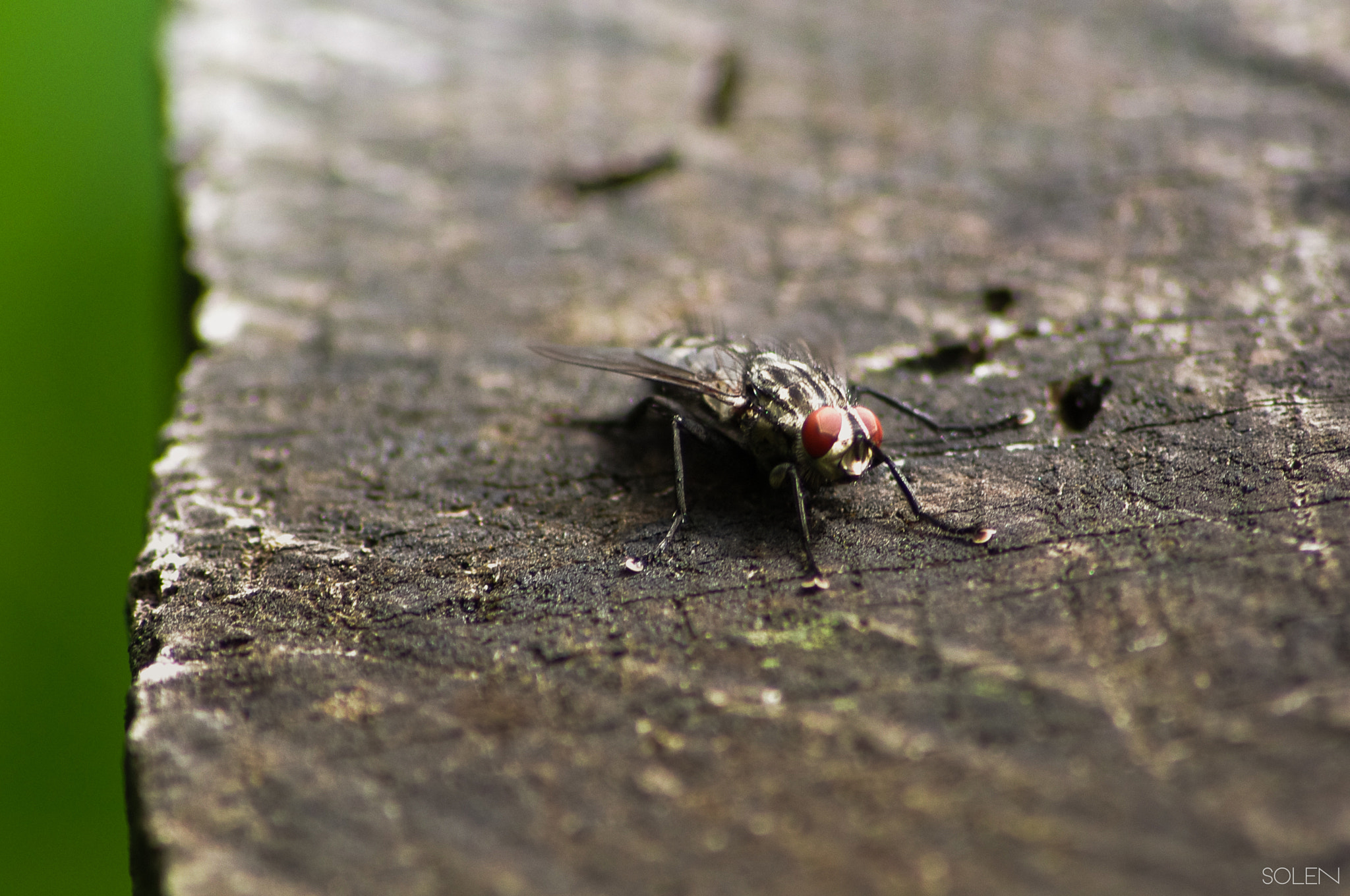 Pentax K-r + Sigma sample photo. Strain and fly photography