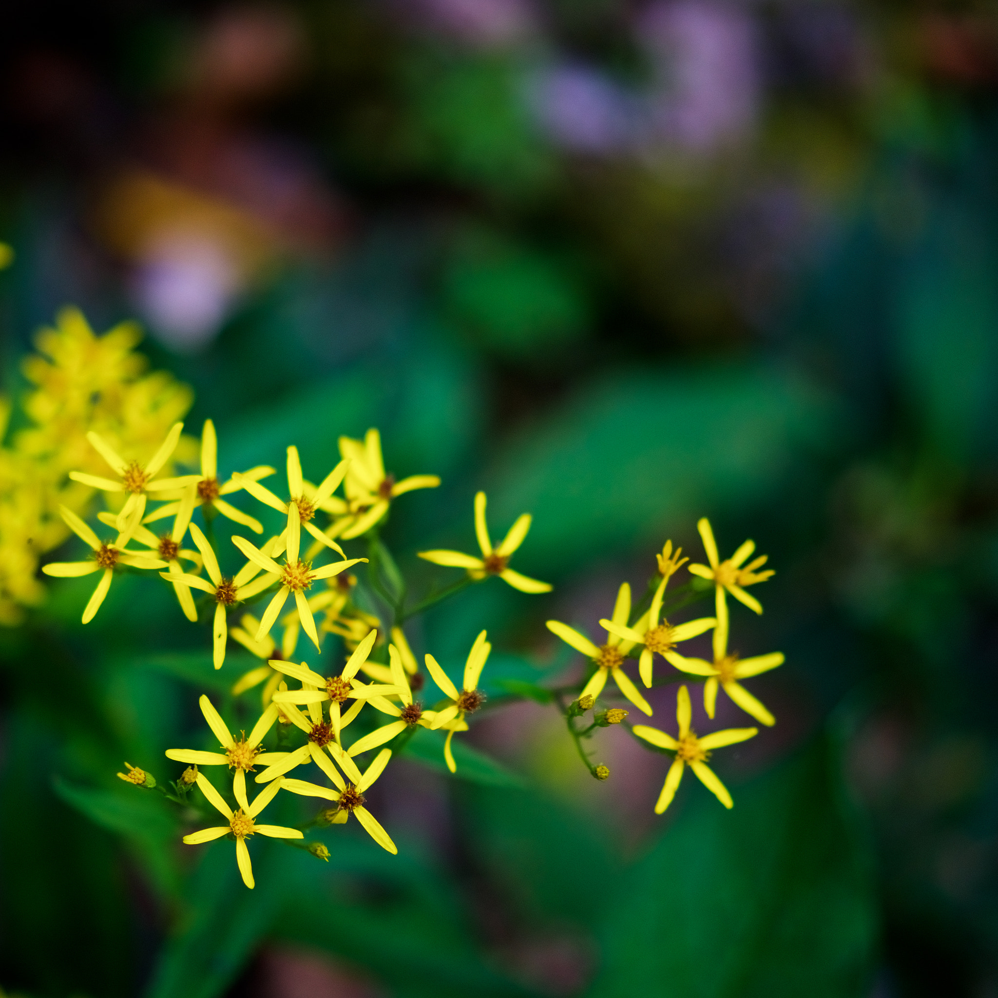Sony a7R II + Sony Sonnar T* FE 55mm F1.8 ZA sample photo. Flowers photography