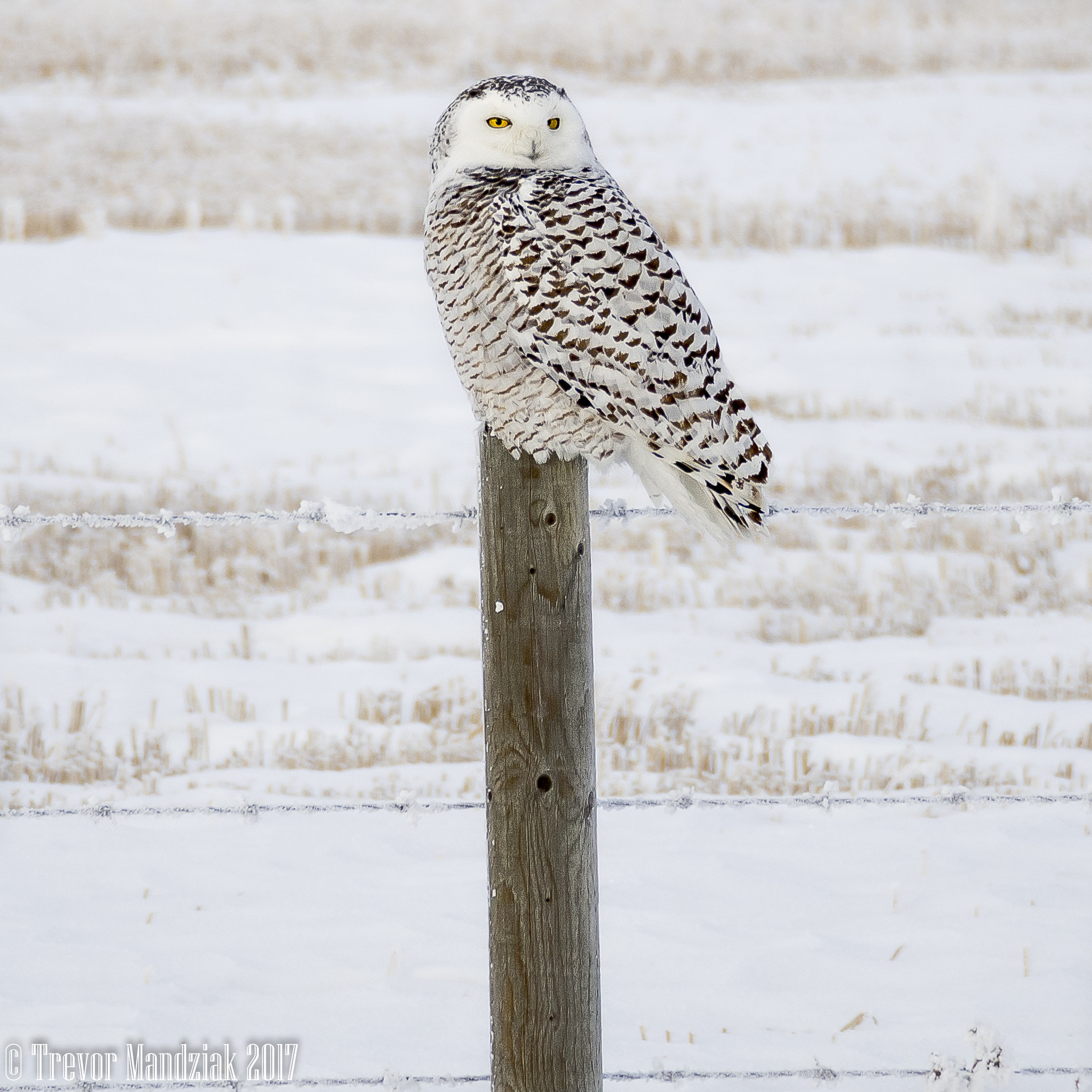 Olympus OM-D E-M10 II sample photo. Snowy owl regroups after a missed attempt. photography