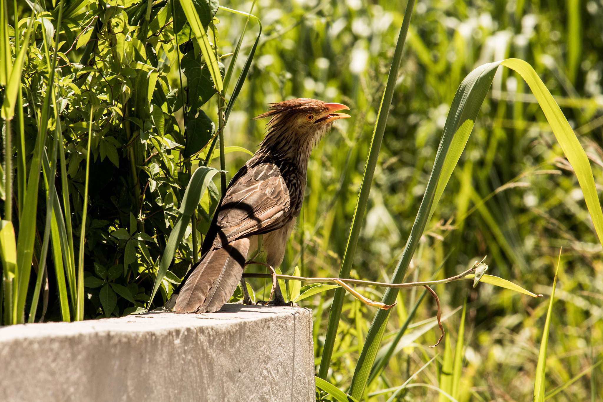 Canon EF-S 55-250mm F4-5.6 IS STM sample photo. Anum-branco photography