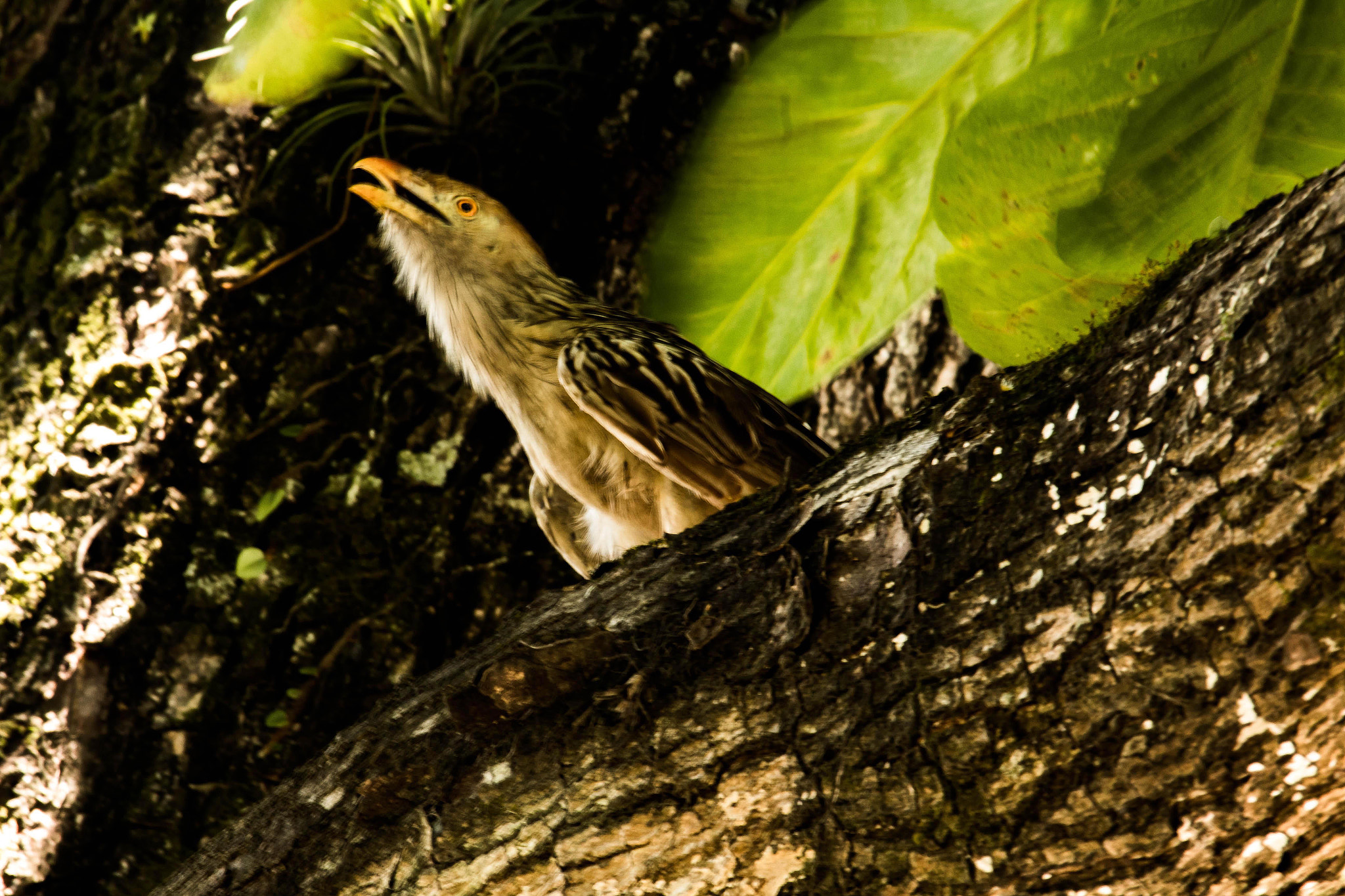 Canon EF-S 55-250mm F4-5.6 IS STM sample photo. Anum-branco photography