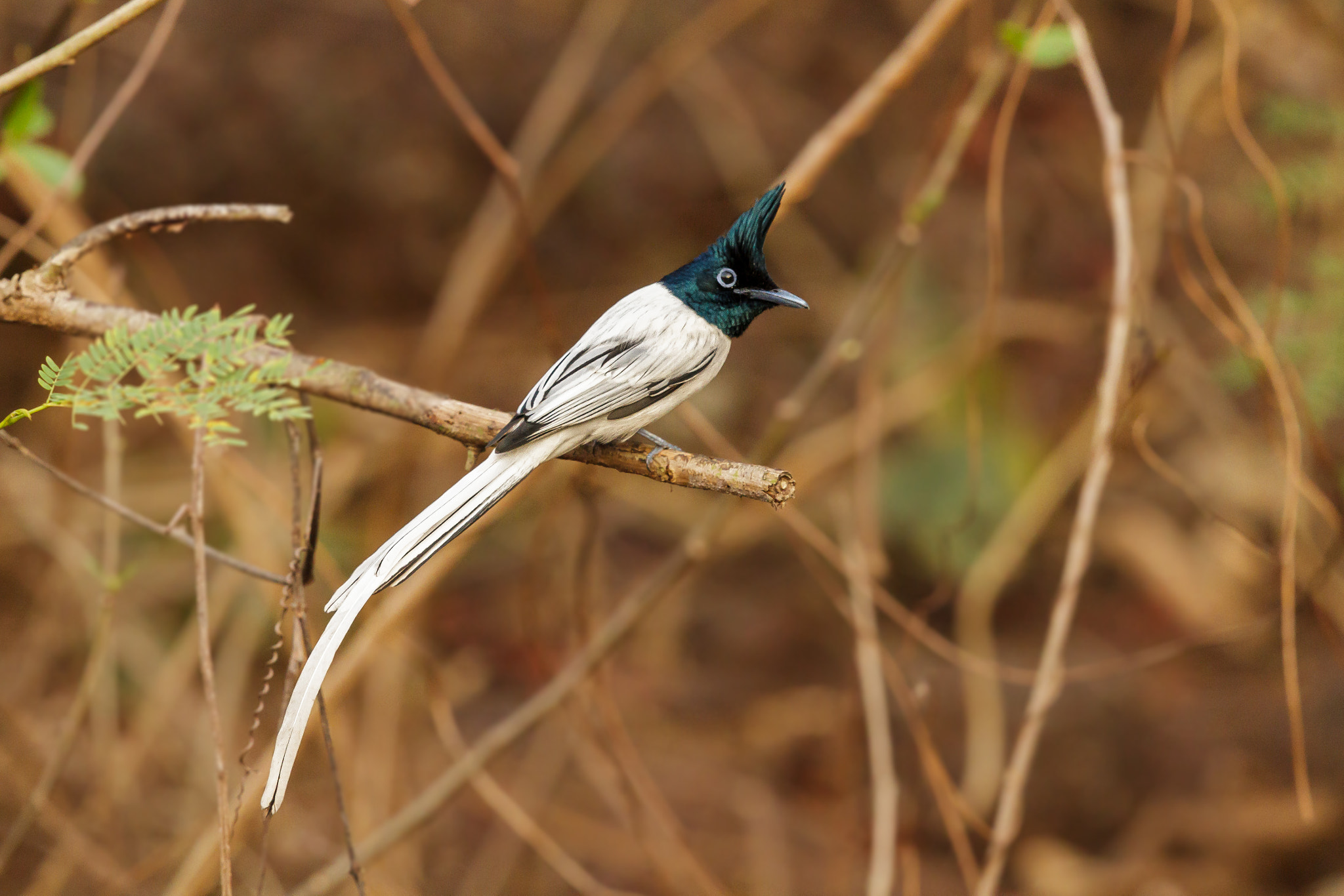 Canon EF 500mm F4L IS II USM sample photo. Indian paradise flycatcher - white morph male photography