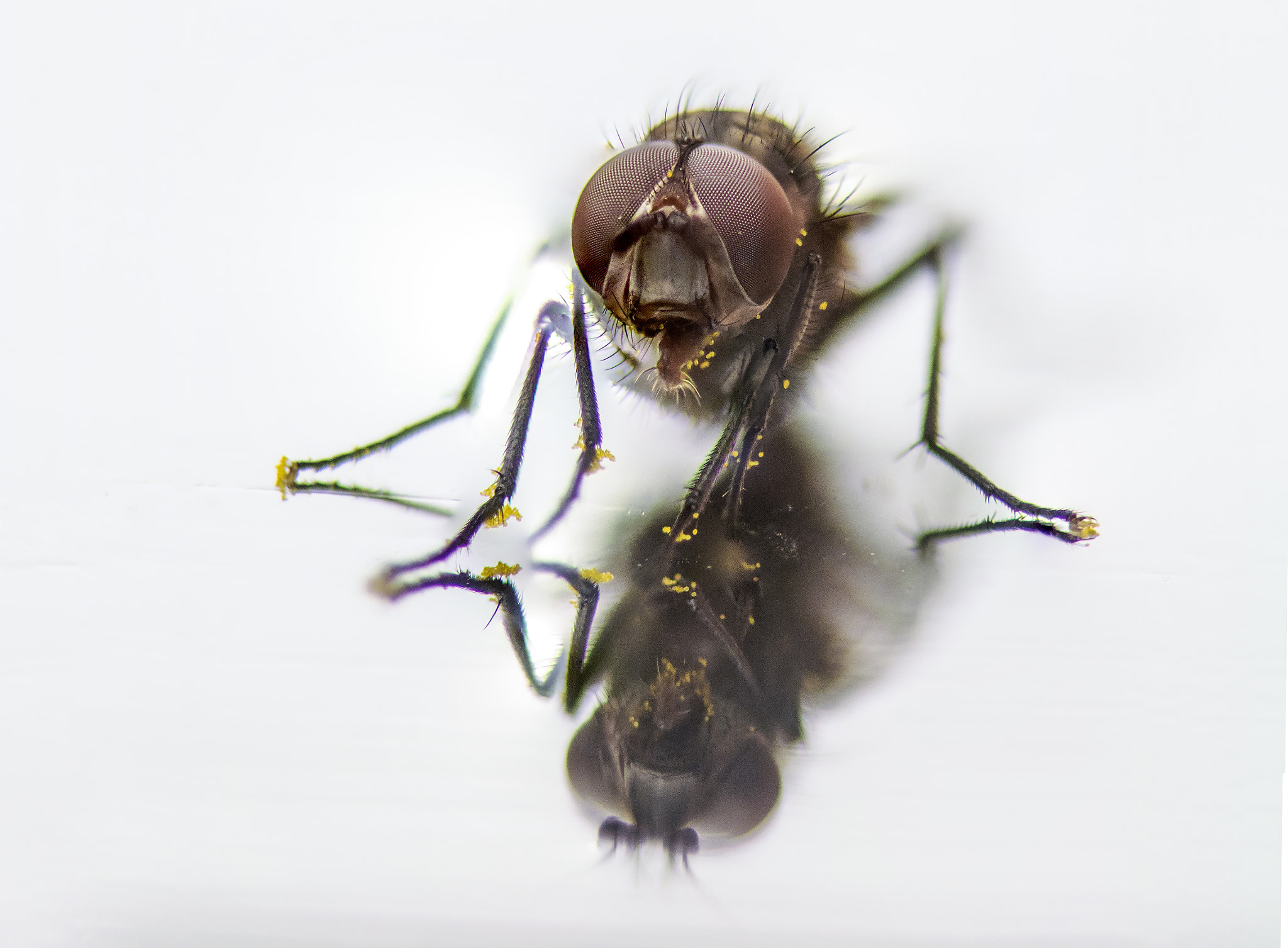 Sigma 105mm F2.8 EX DG OS HSM sample photo. Fly reflection photography