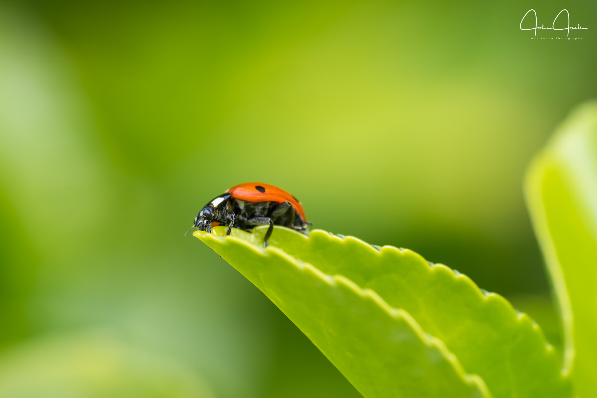 Sony a7 sample photo. Purest green photography