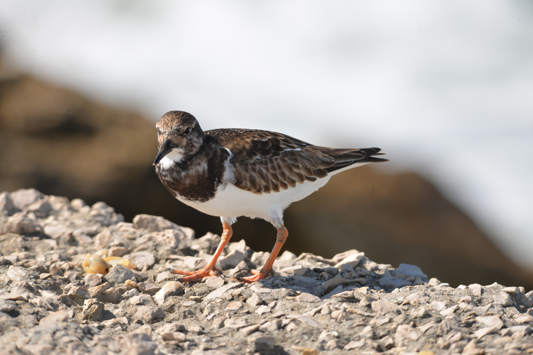 Nikon D610 + Sigma 150-500mm F5-6.3 DG OS HSM sample photo. Rola do mar photography