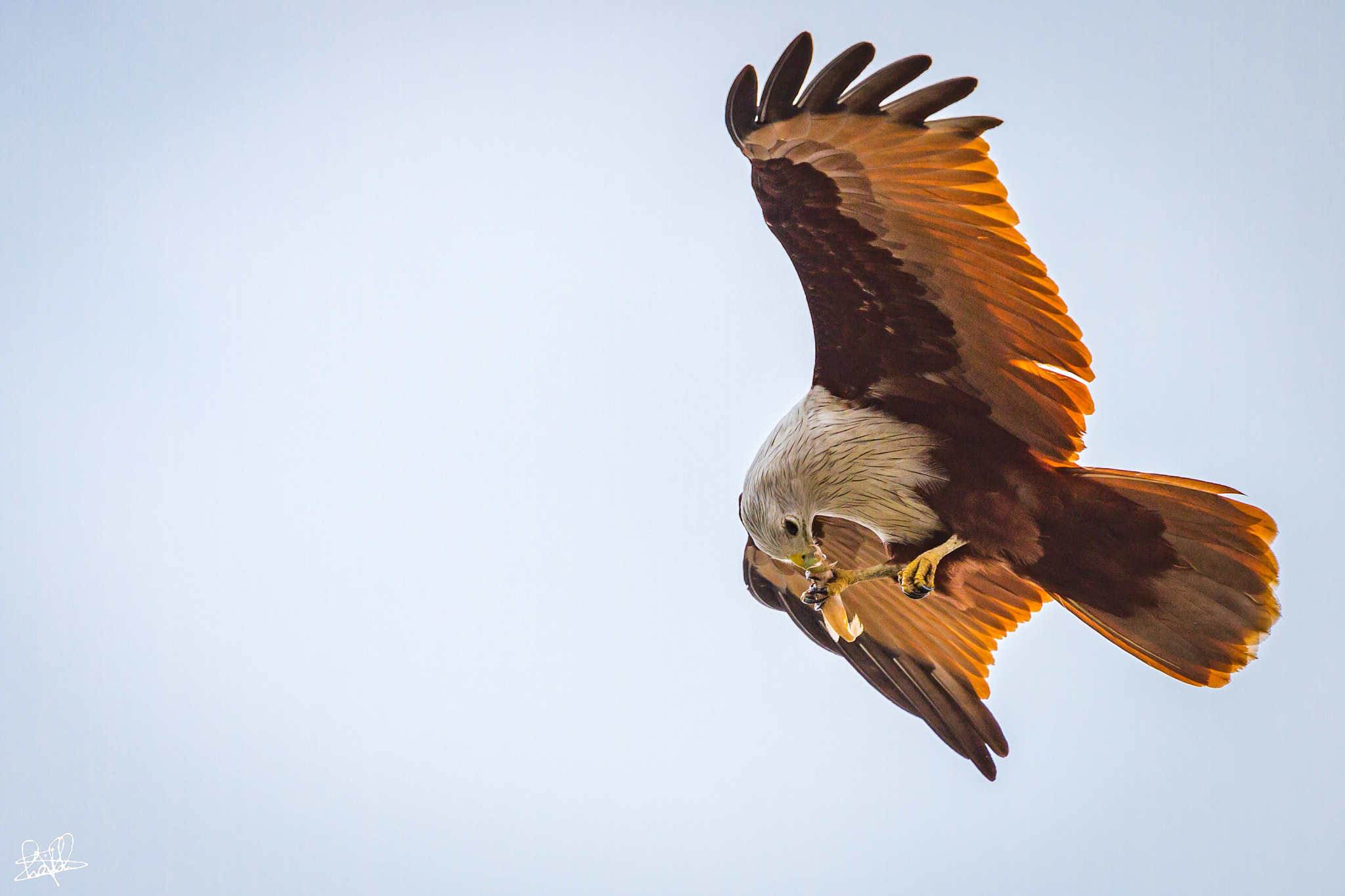 Canon EOS 70D + Canon EF 70-200mm F4L USM sample photo. A brahminy kite with its prey photography