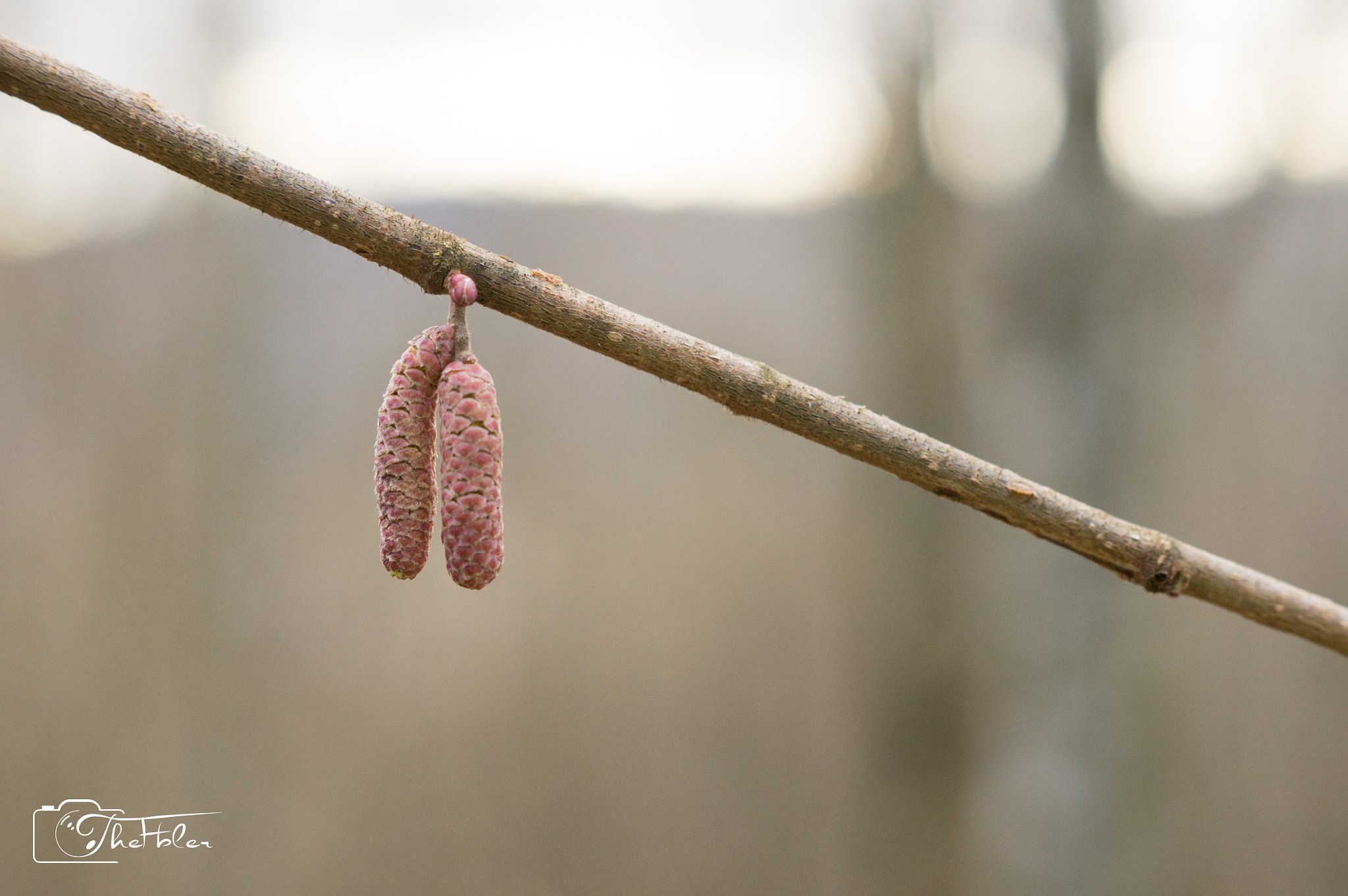 Sony SLT-A57 + Sony DT 50mm F1.8 SAM sample photo. Two small blossoms photography