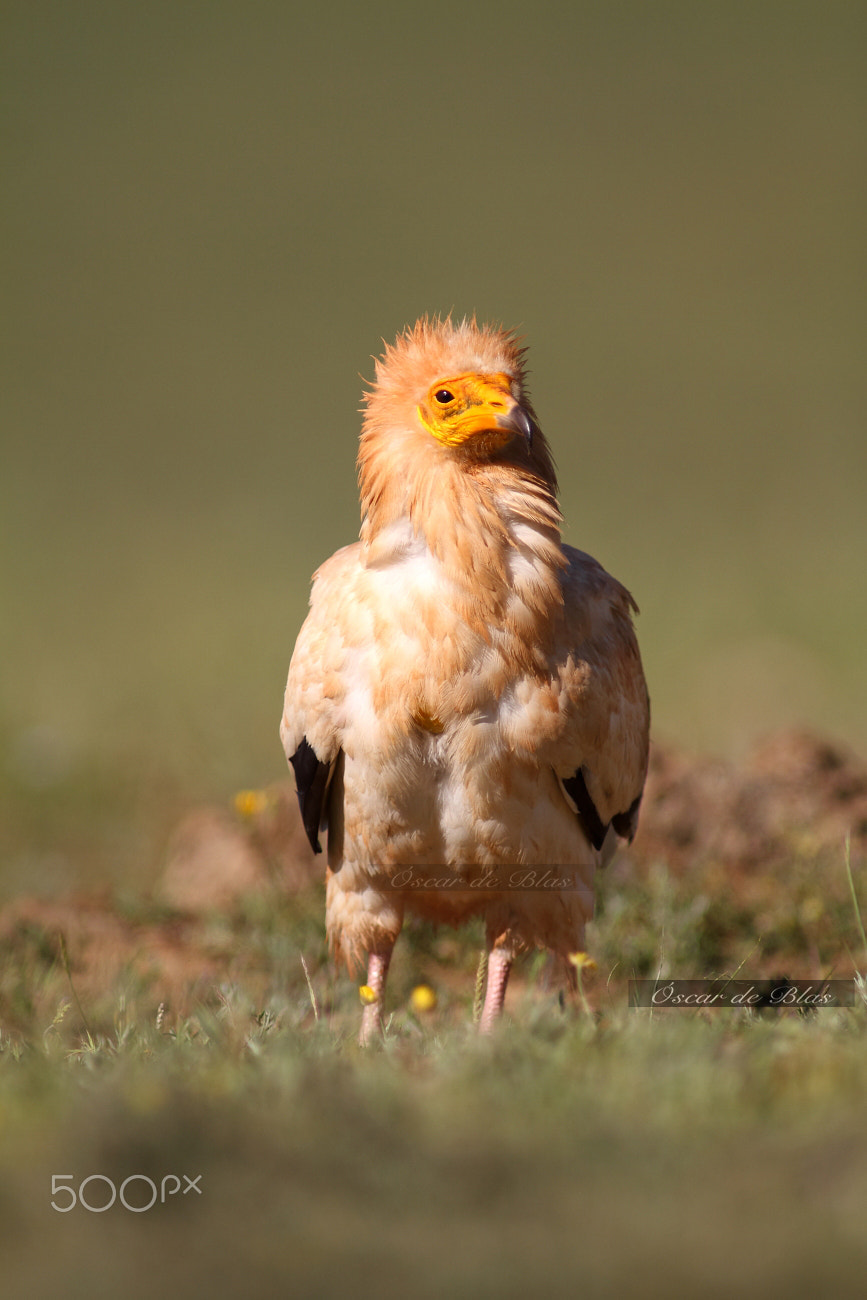 Canon EF 400mm f/2.8L sample photo. Egyptian vulture just arrived photography
