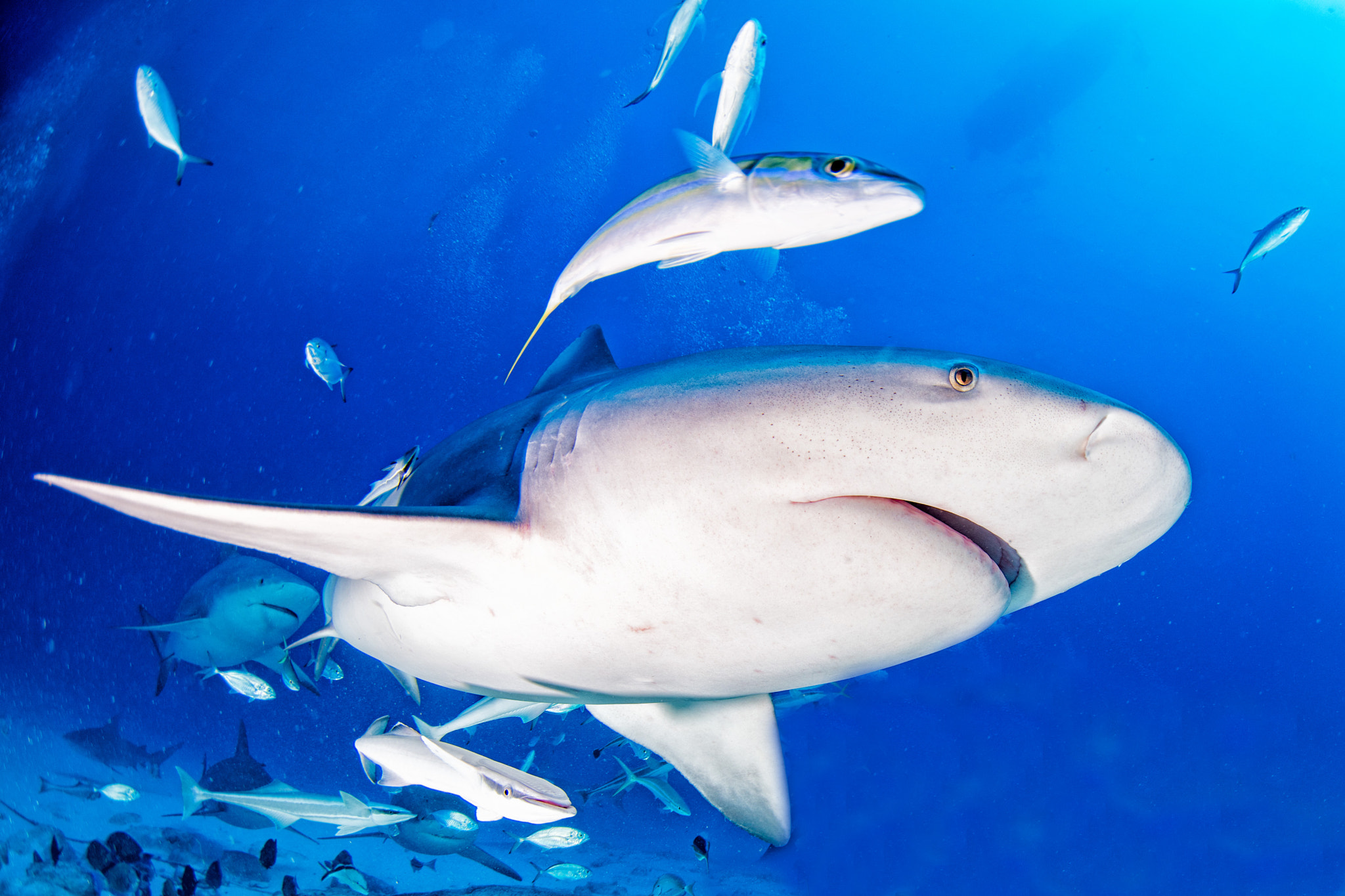 Tokina AT-X 10-17mm F3.5-4.5 DX Fisheye sample photo. Shark galore photography