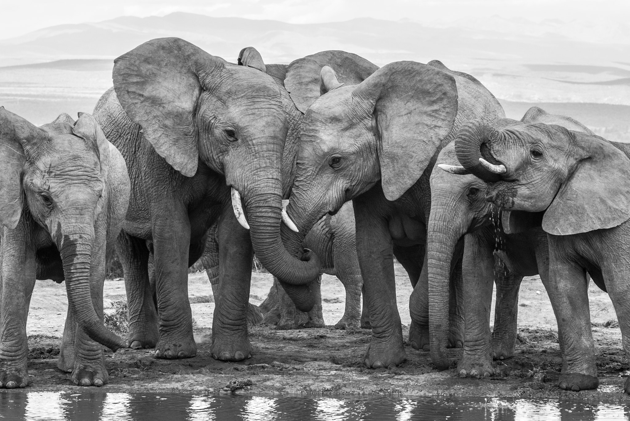 Pentax K100D + Sigma sample photo. Elephants at the waterhole photography