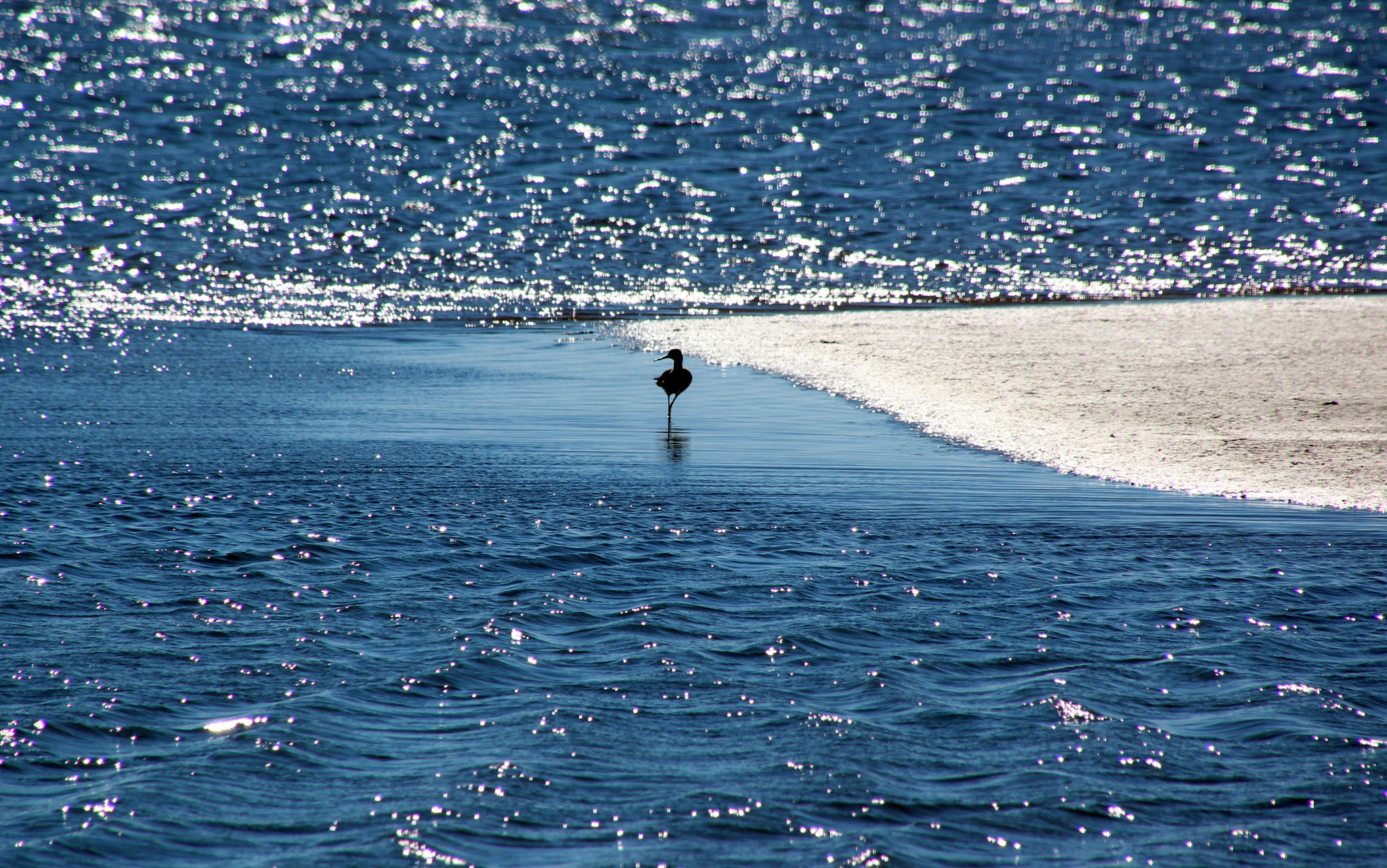 Canon EOS 600D (Rebel EOS T3i / EOS Kiss X5) sample photo. Blue bird waters photography