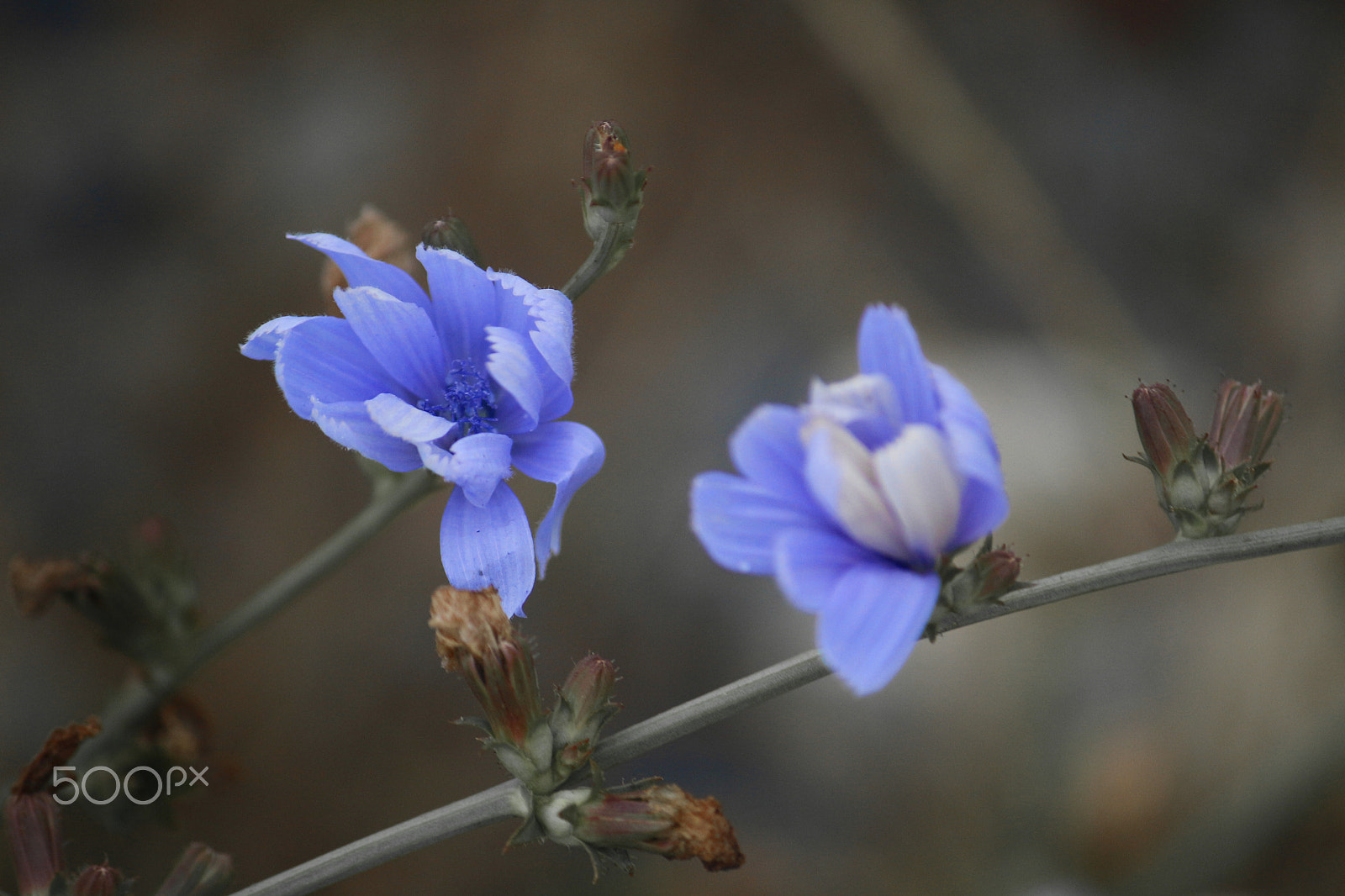 Canon EF-S 55-250mm F4-5.6 IS sample photo