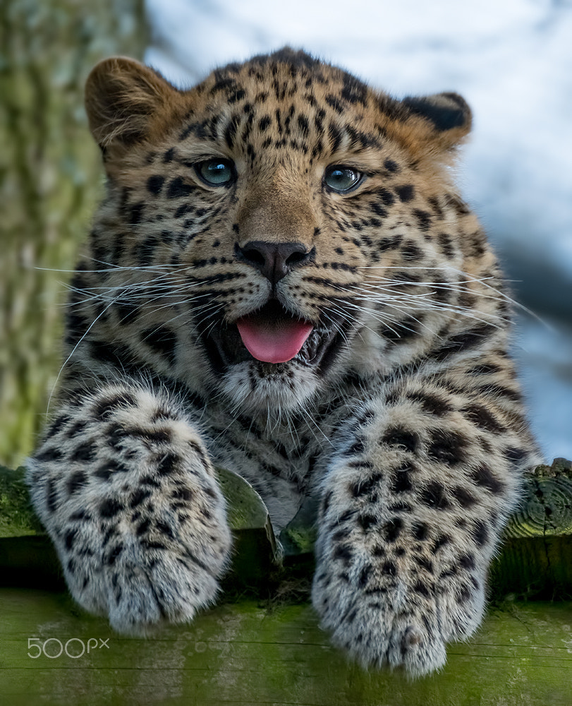 Fujifilm XF 100-400mm F4.5-5.6 R LM OIS WR sample photo. Leopard cub photography