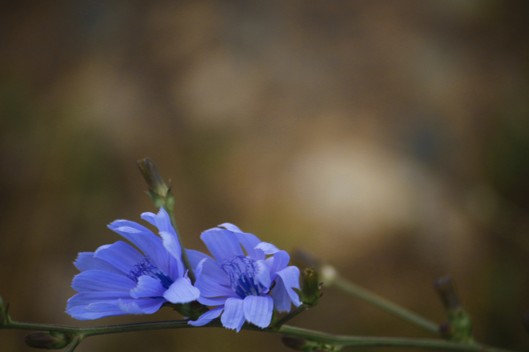 Canon EF-S 55-250mm F4-5.6 IS sample photo