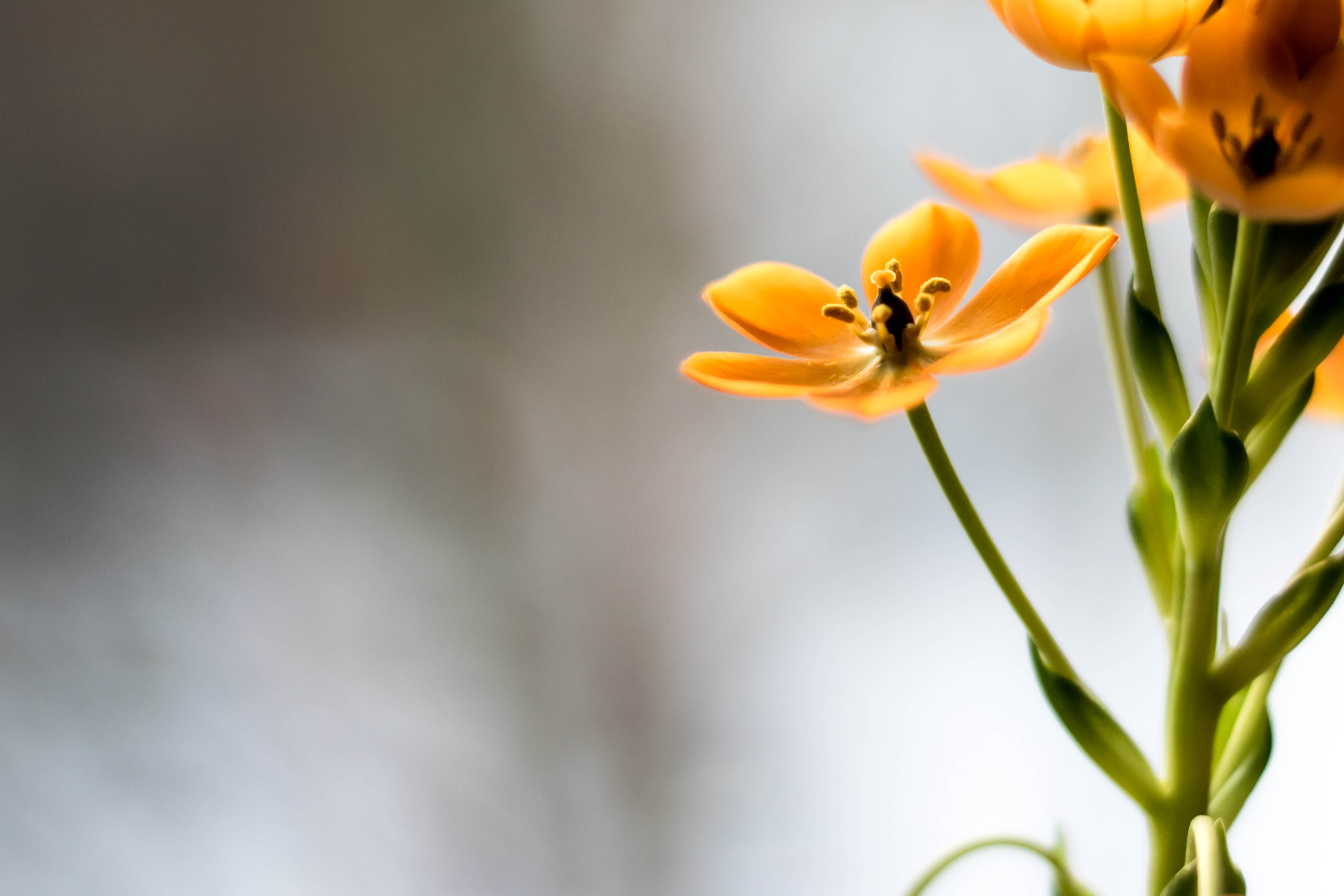 Nikon D3300 + Nikon AF Nikkor 50mm F1.8D sample photo. One is enough photography