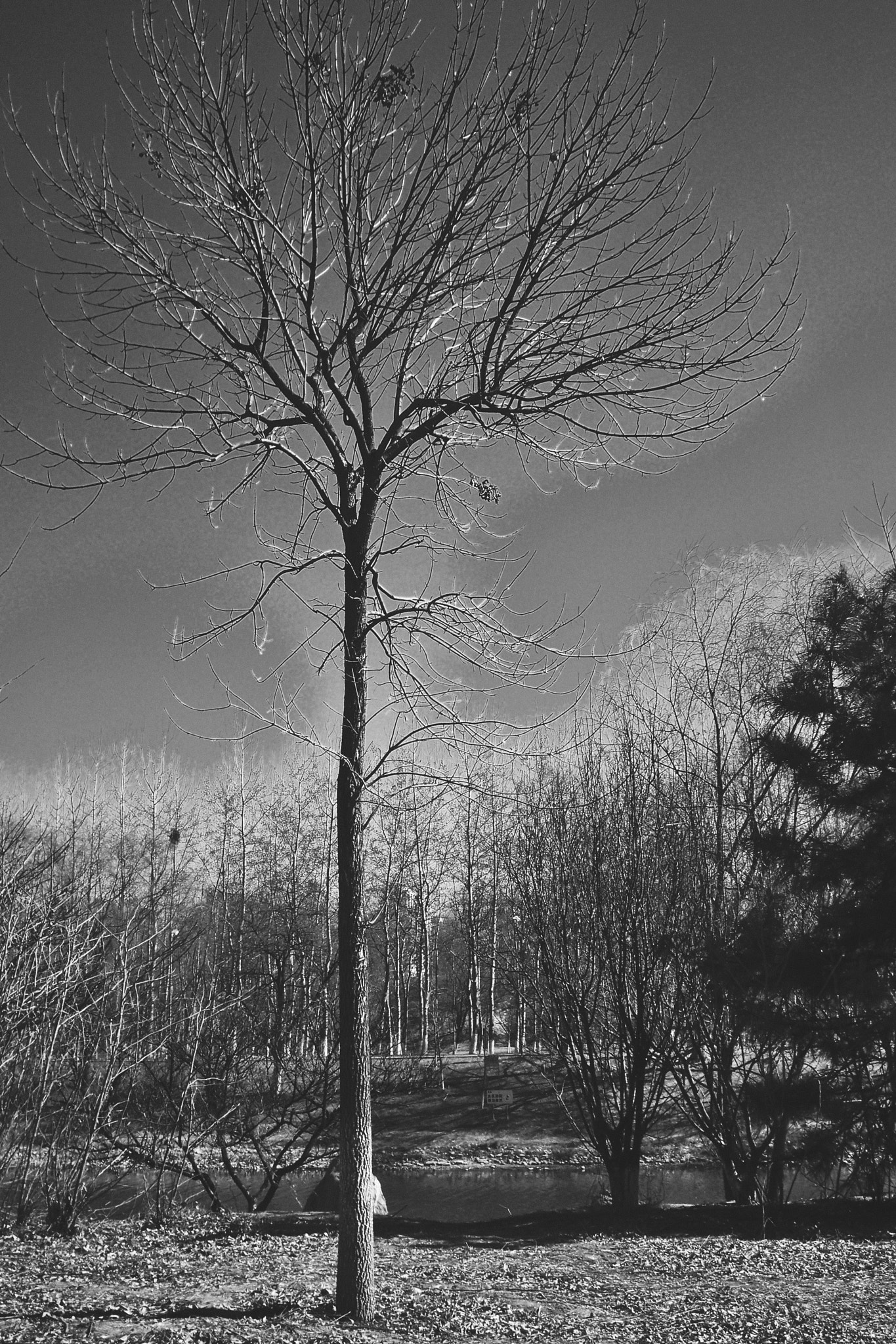 Kodak EasyShare M1033 sample photo. 〖无题〗 photography