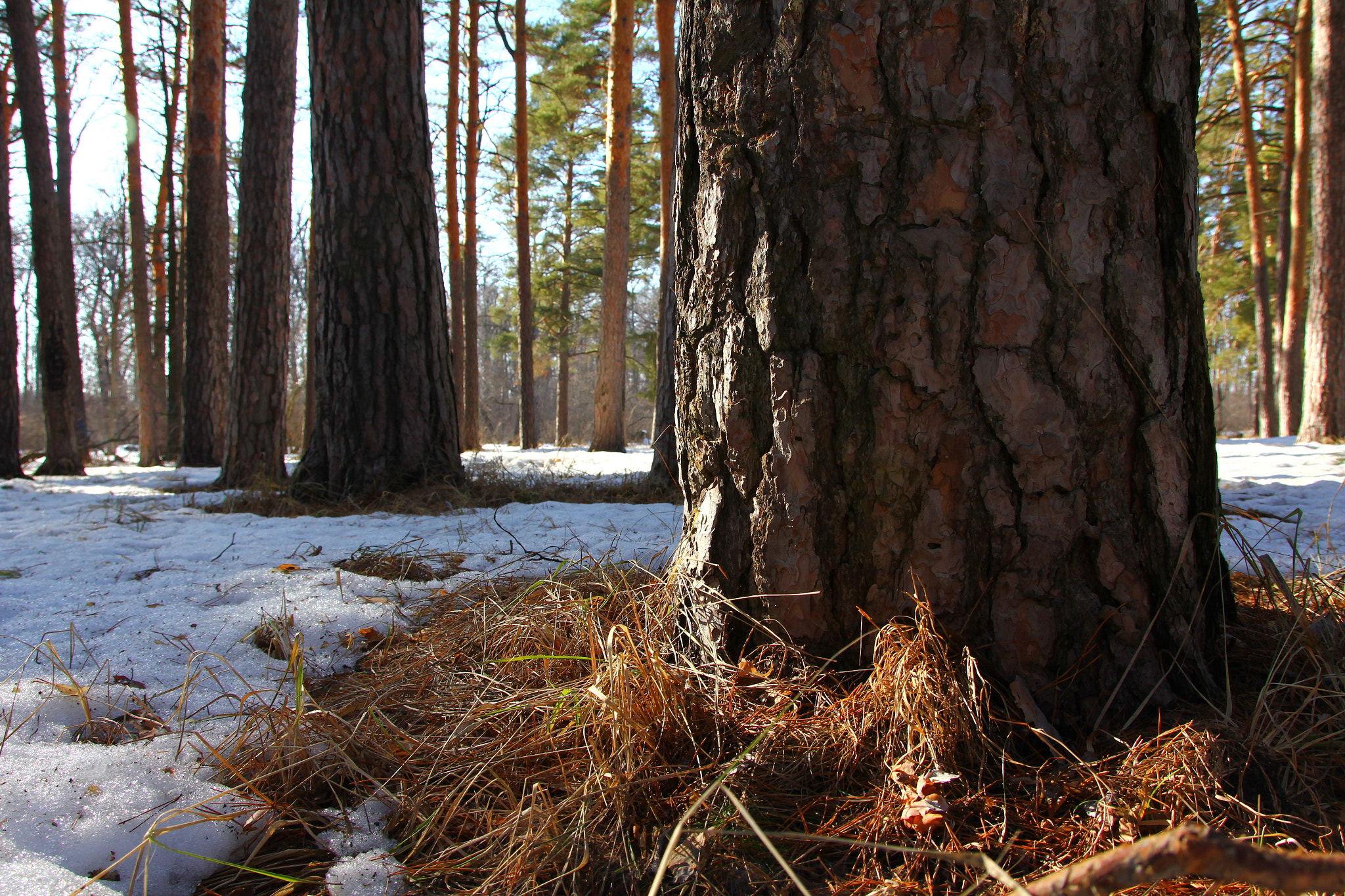 Canon EOS 60D sample photo. Img photography