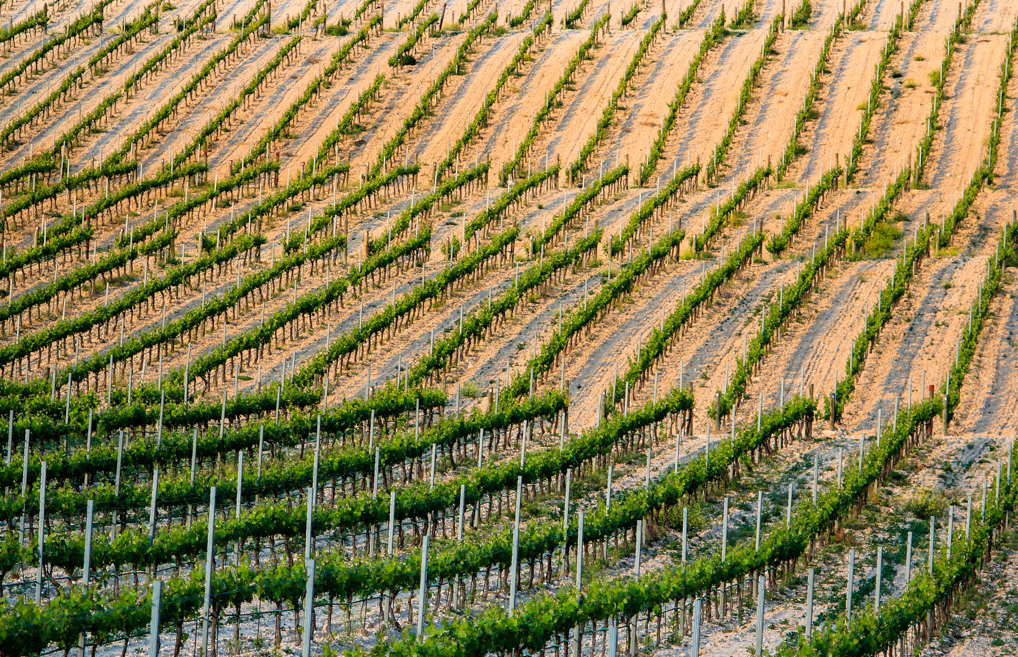 Canon EF 55-200mm F4.5-5.6 II USM sample photo. Dinisios paradise photography