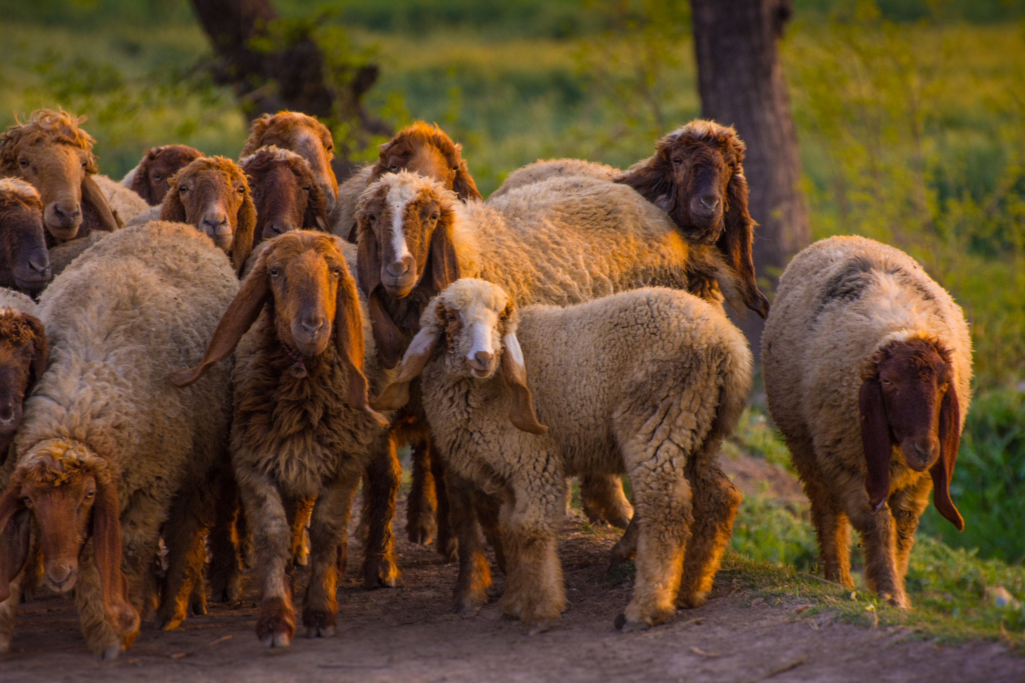 Nikon D7200 sample photo. Flock photography