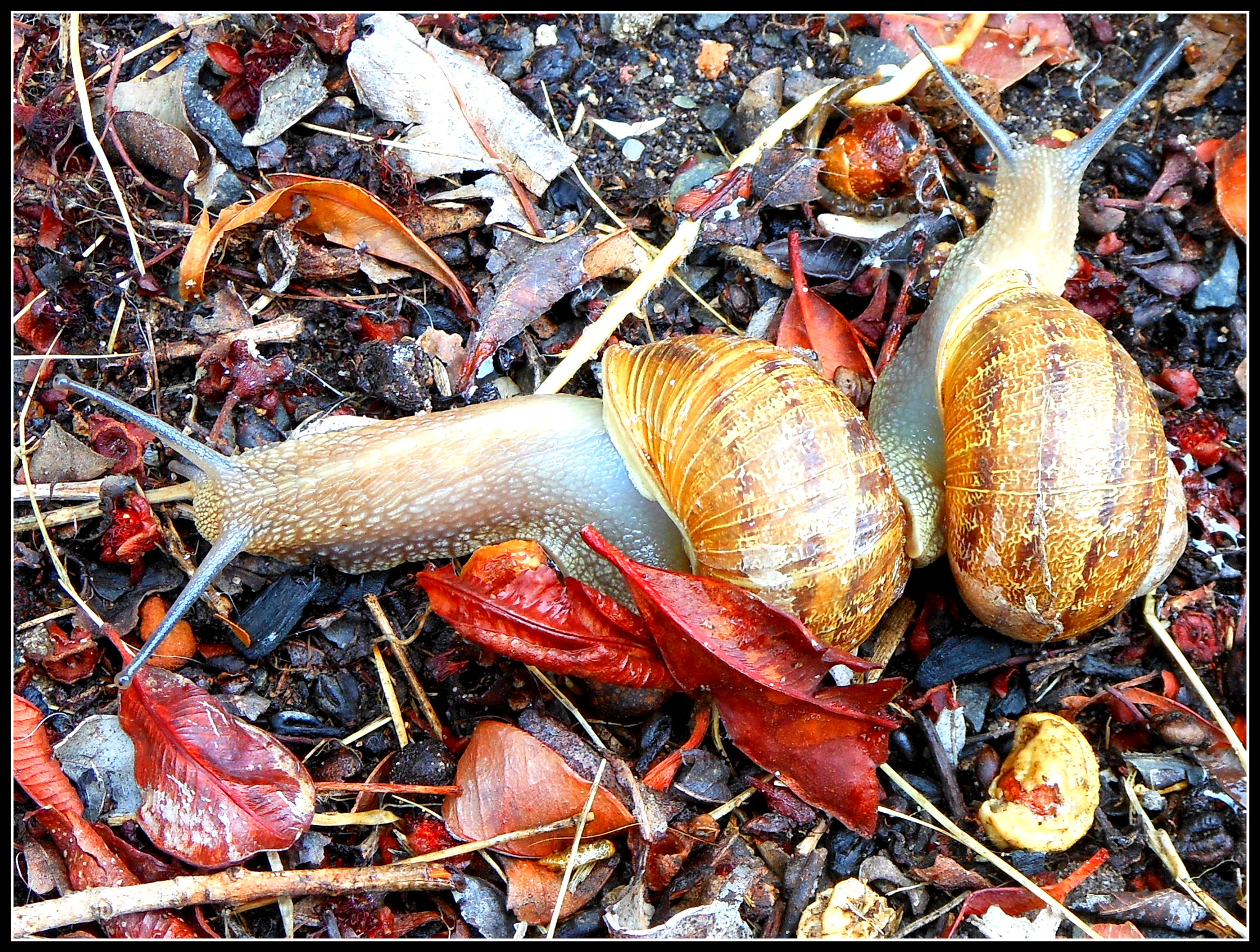 Nikon Coolpix S6200 sample photo. Snails photography
