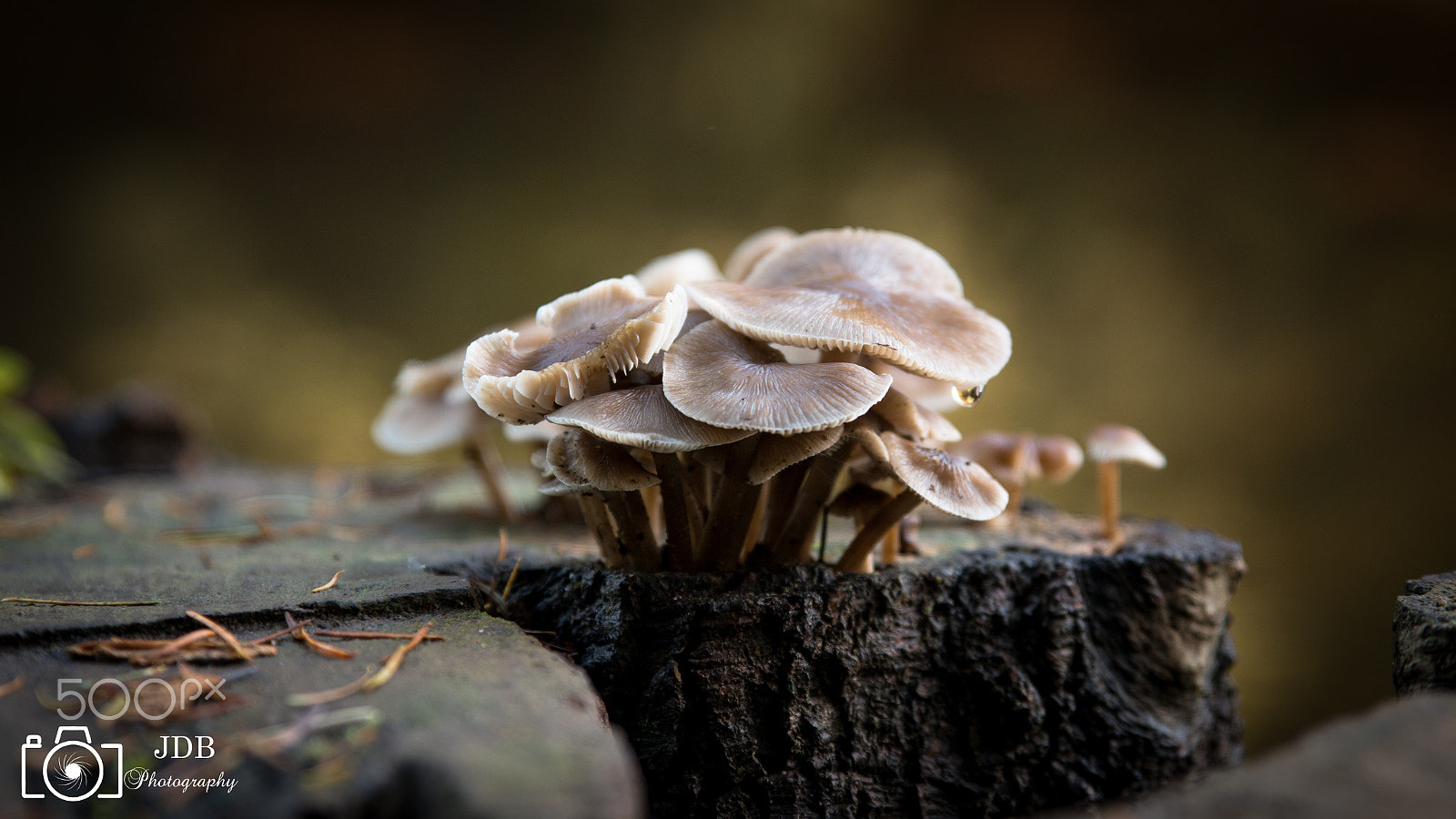 Canon EOS 70D + Sigma 24-70mm F2.8 EX DG Macro sample photo. Mallardssoudley ponds, forest of dean pike photography