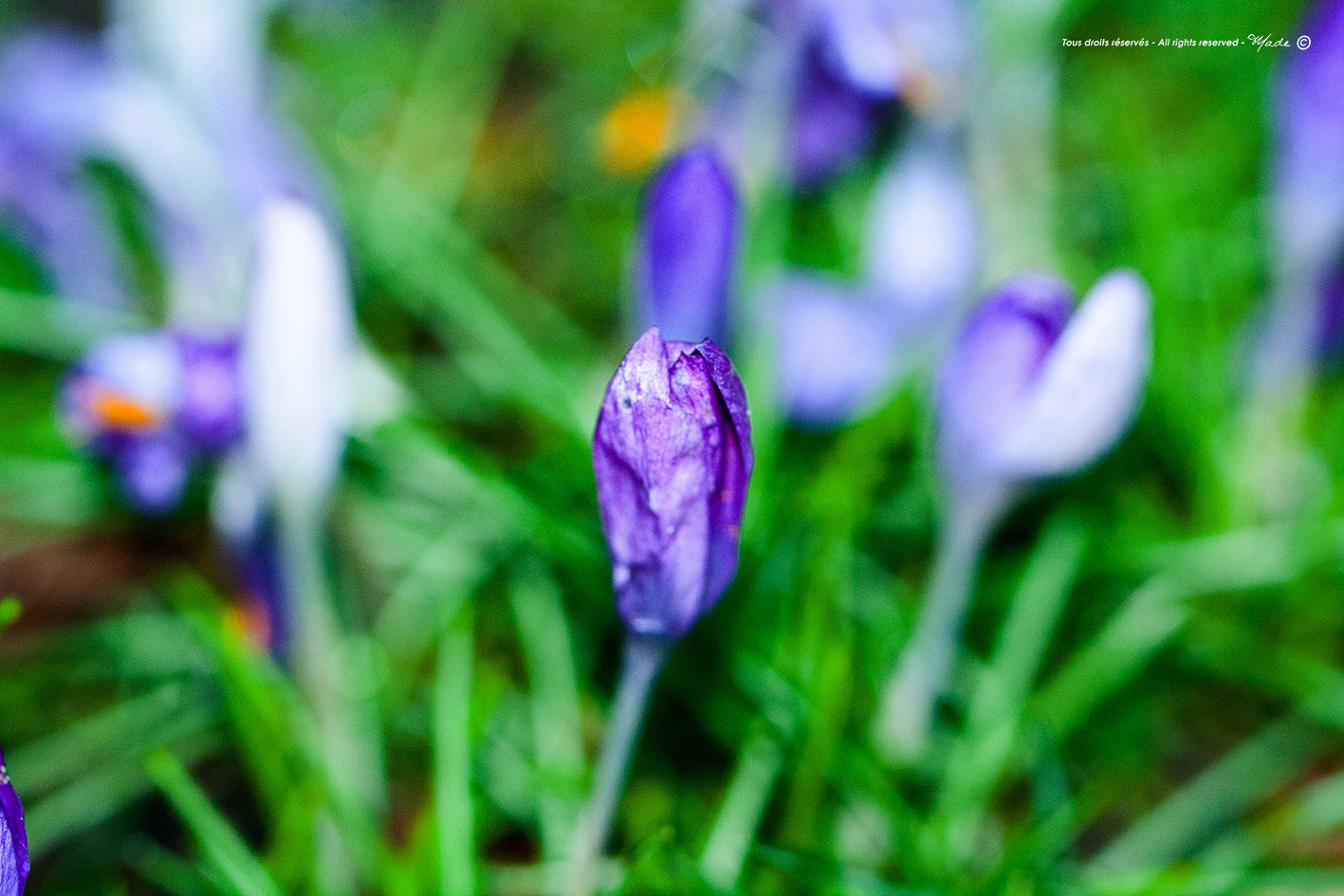 Canon EF 100mm F2.8L Macro IS USM sample photo. Img photography