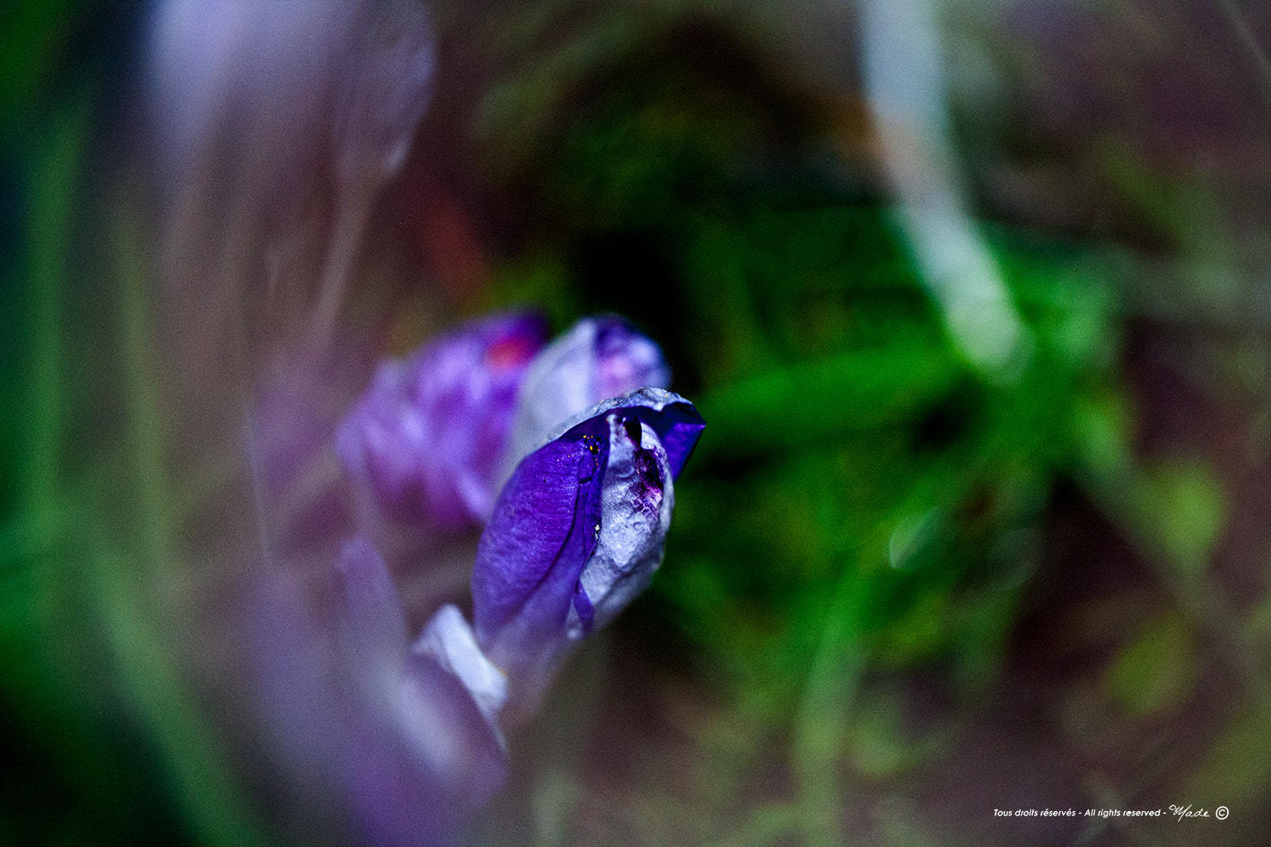 Canon EF 100mm F2.8L Macro IS USM sample photo. Img photography