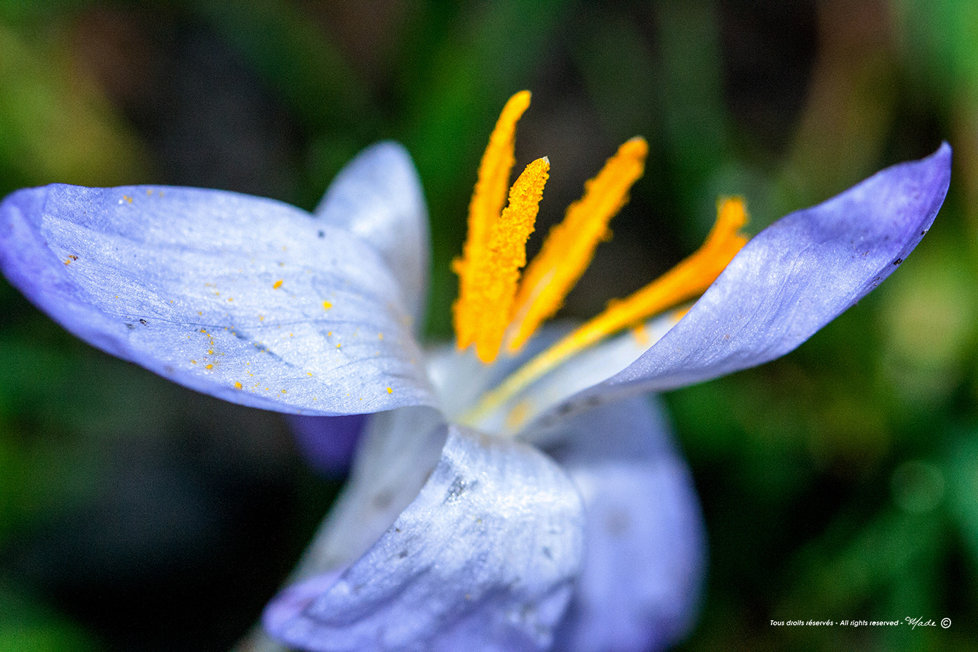 Canon EF 100mm F2.8L Macro IS USM sample photo. Img photography