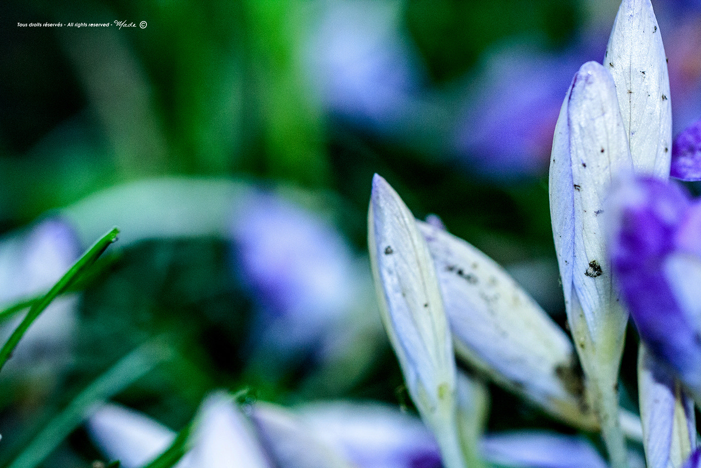 Canon EF 100mm F2.8L Macro IS USM sample photo. Img photography