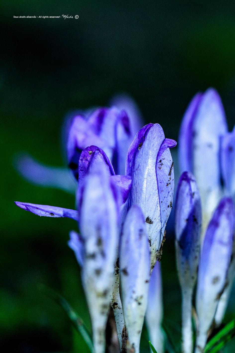 Canon EF 100mm F2.8L Macro IS USM sample photo. Img photography