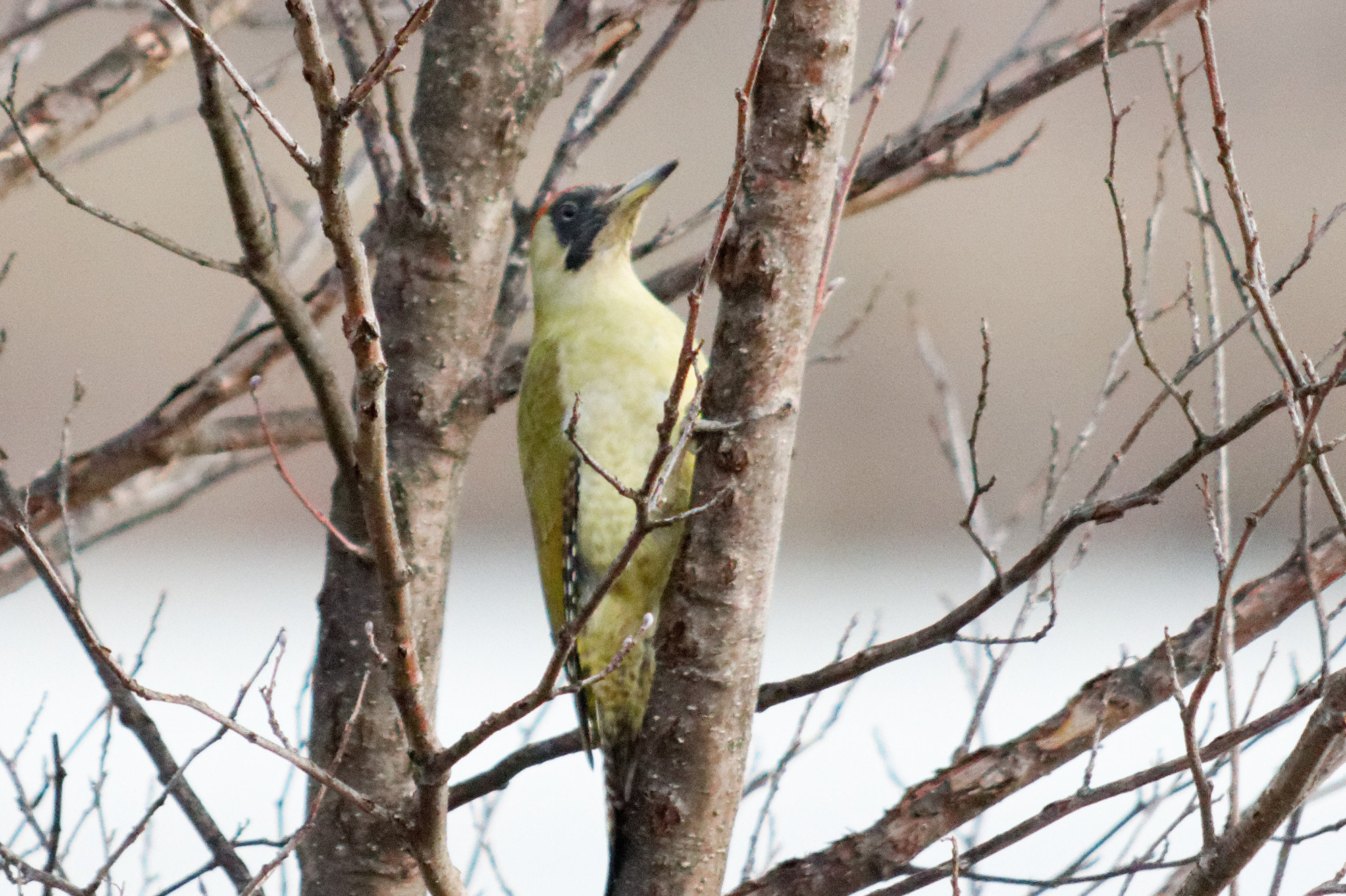 Sigma 150-500mm F5-6.3 DG OS HSM sample photo