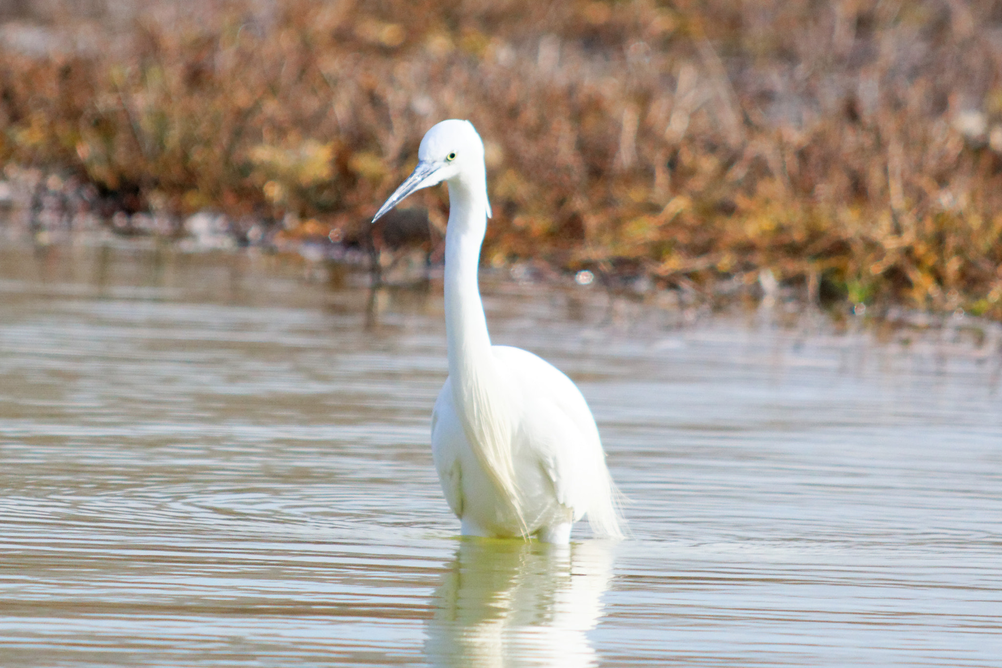 Sigma 150-500mm F5-6.3 DG OS HSM sample photo