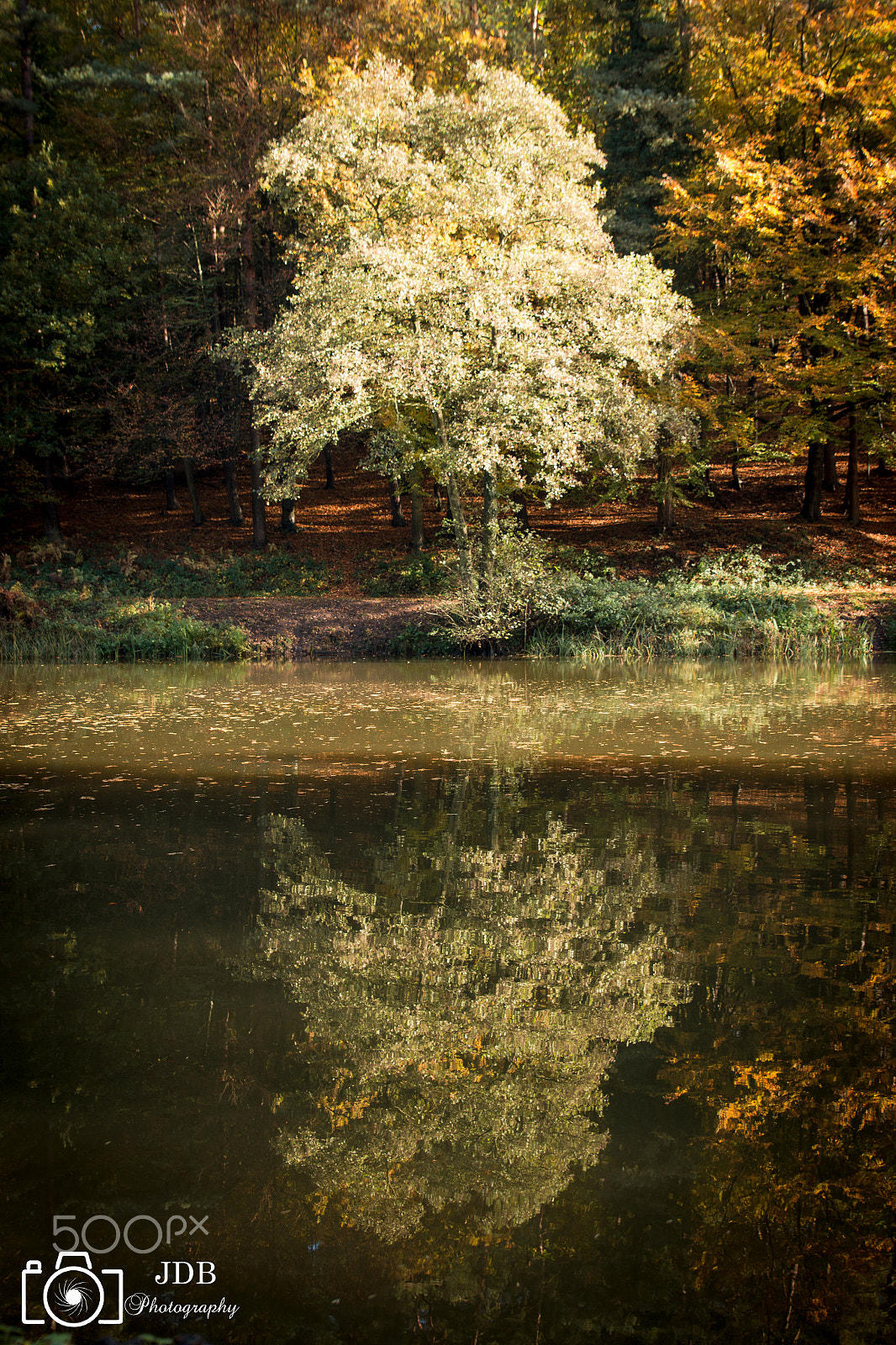 Canon EOS 70D + Sigma 24-70mm F2.8 EX DG Macro sample photo. Soudley ponds, forest of dean photography