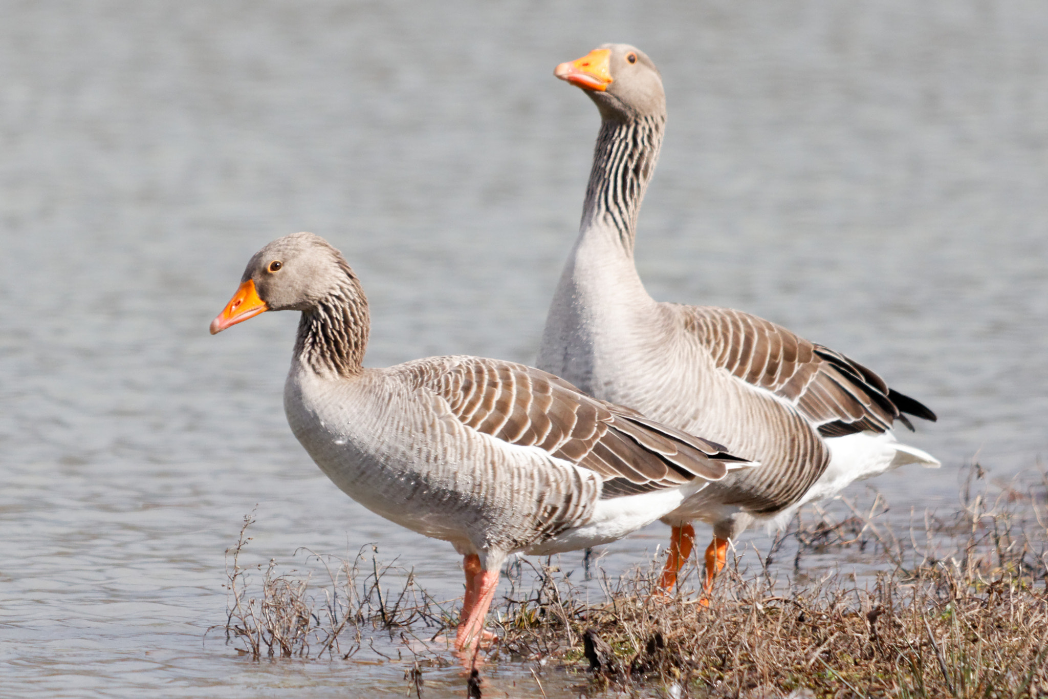 Sigma 150-500mm F5-6.3 DG OS HSM sample photo