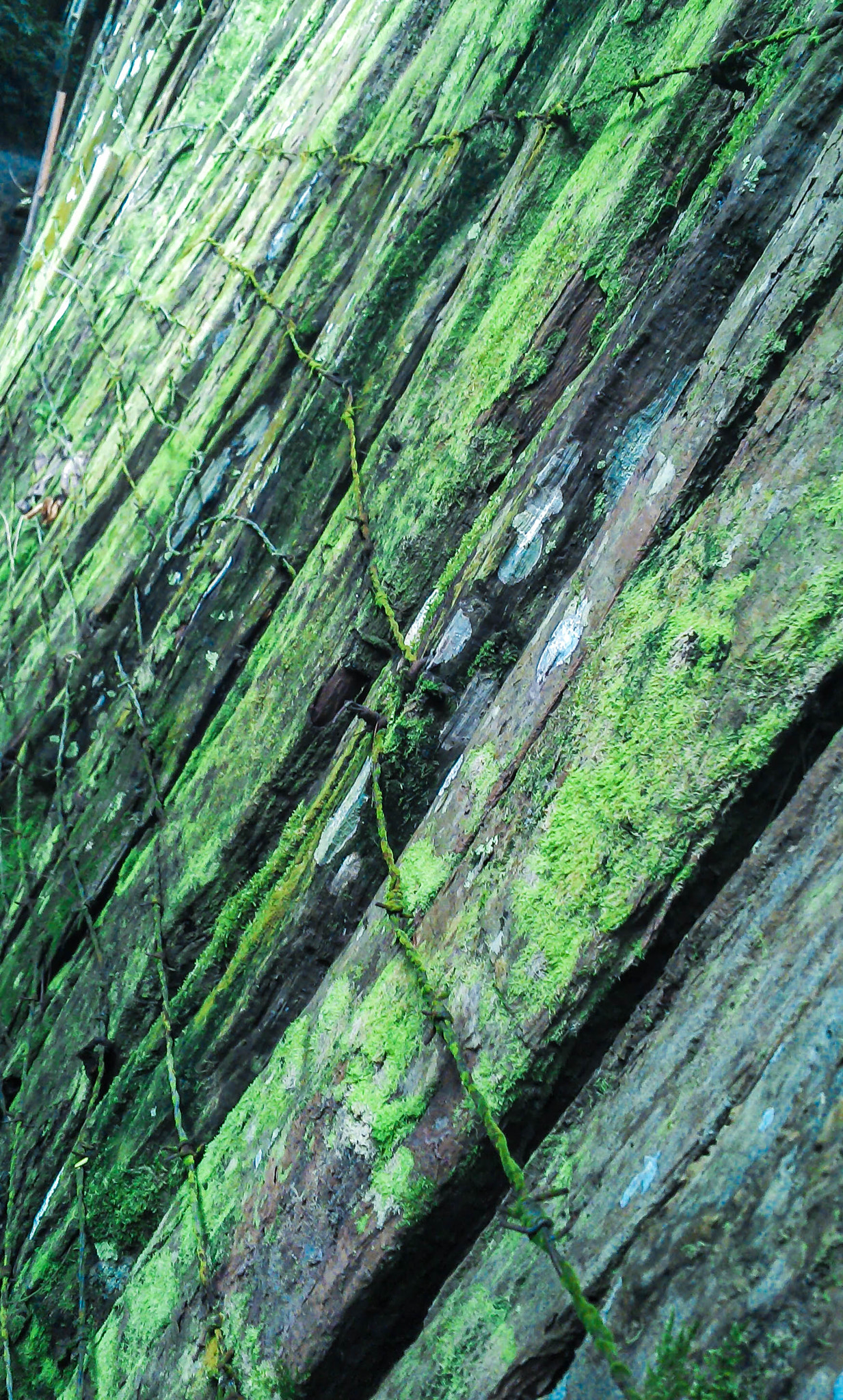 Motorola RAZR i sample photo. Wall green photography