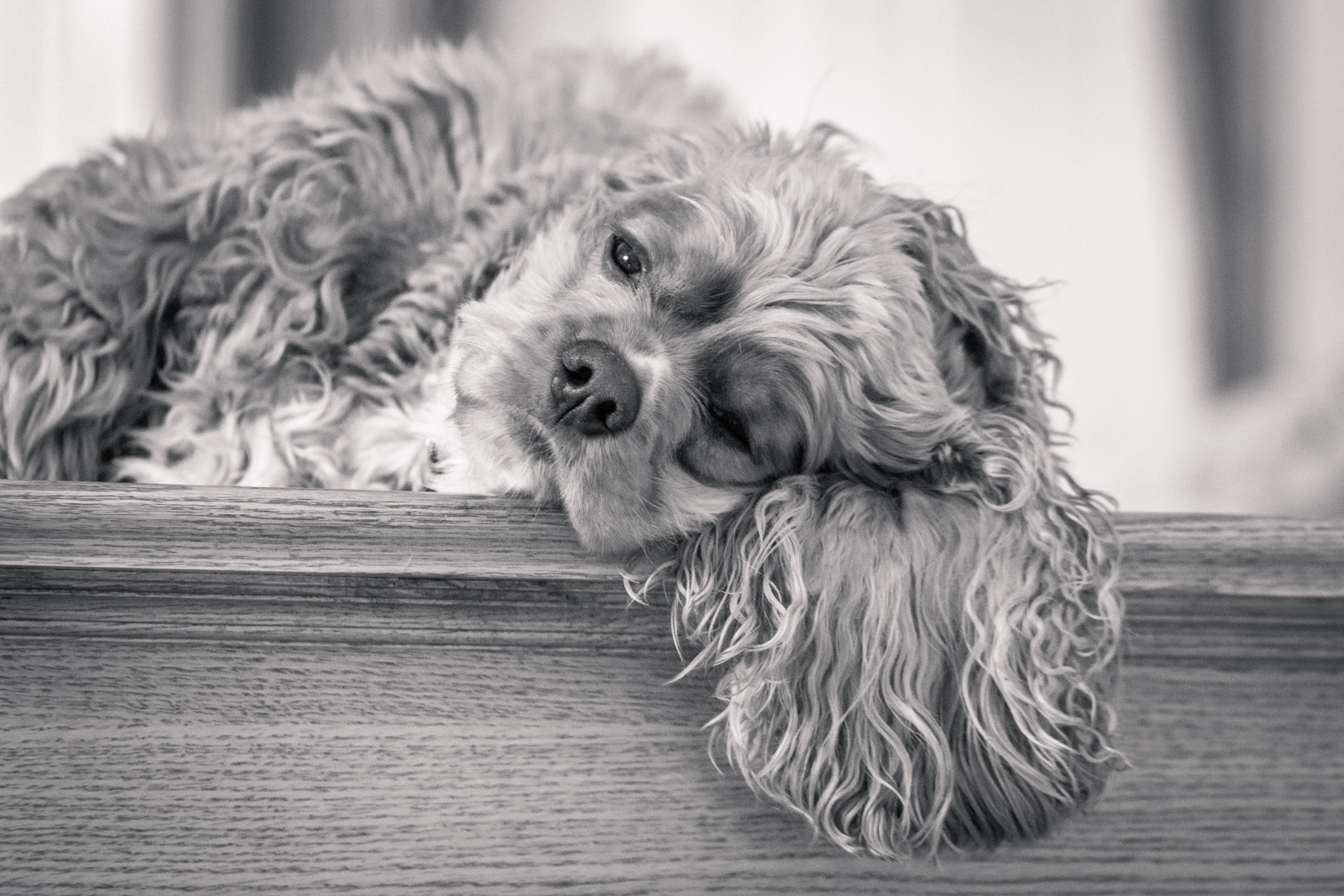 Canon EOS 80D + Canon EF 85mm F1.8 USM sample photo. Sleepy pup photography