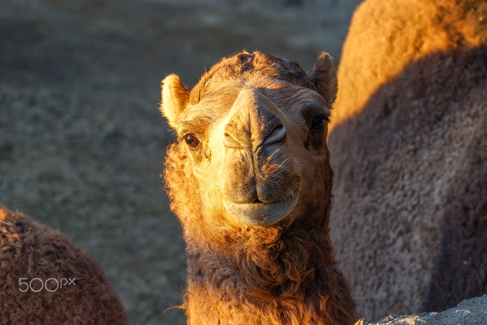 Sony 70-300mm F4.5-5.6 G SSM sample photo. A camel making eye contact at the san diego zoo in california during the golden hour. photography