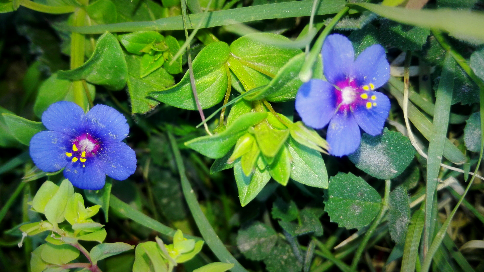 HUAWEI Cherry Mini sample photo