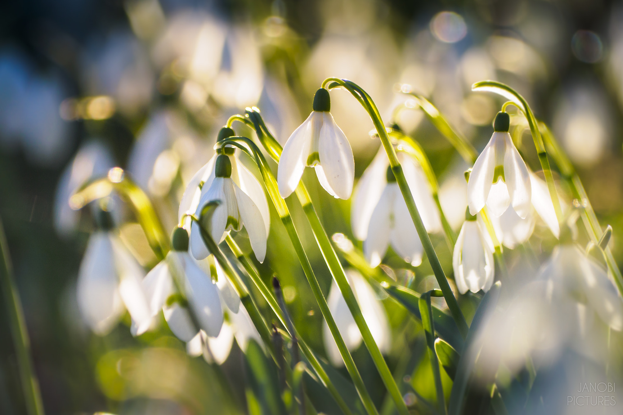 Olympus Zuiko Digital ED 70-300mm F4.0-5.6 sample photo. ~ snowdrop ~ photography