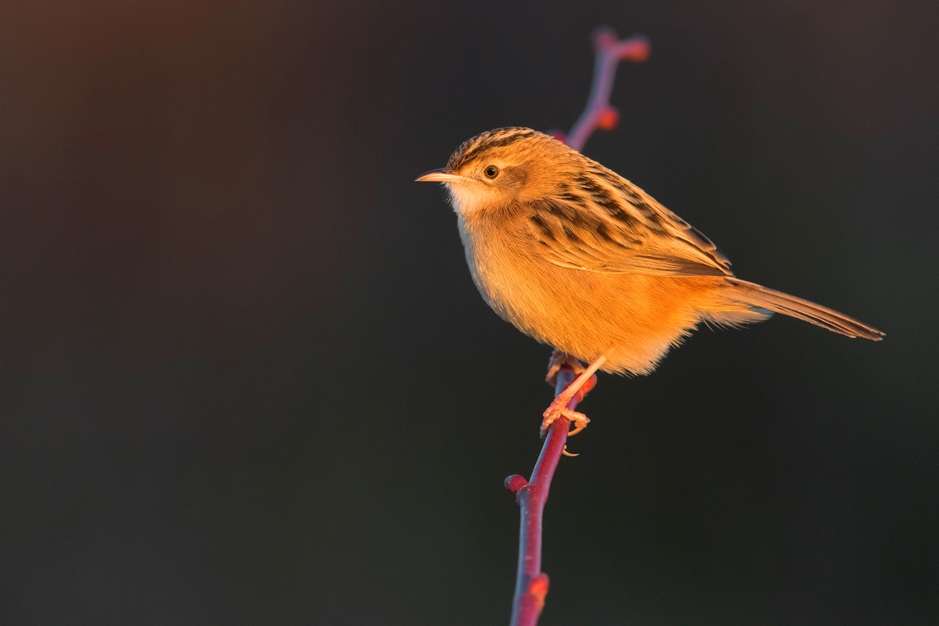 Nikon D810 sample photo. Zitting cisticola photography